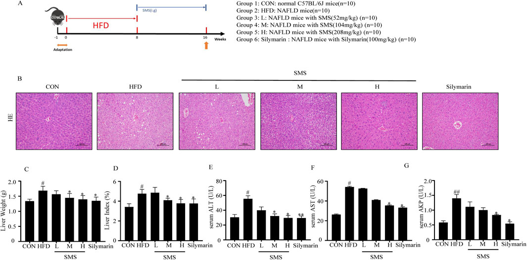 Diagram displaying an experimental setup and results. Panel A shows a timeline for groups of mice: Group 1 (control), Group 2 (high-fat diet), Groups 3-5 (NAFLD with varying doses of SMS), and Group 6 (Silymarin treatment). Panel B presents liver histology images for each group showing differences in cellular structures. Panels C-G are bar charts comparing liver weight, liver index, and serum levels of ALT, AST, and AKP across the groups. Groups treated with SMS or Silymarin show different levels compared to the control and high-fat diet groups.