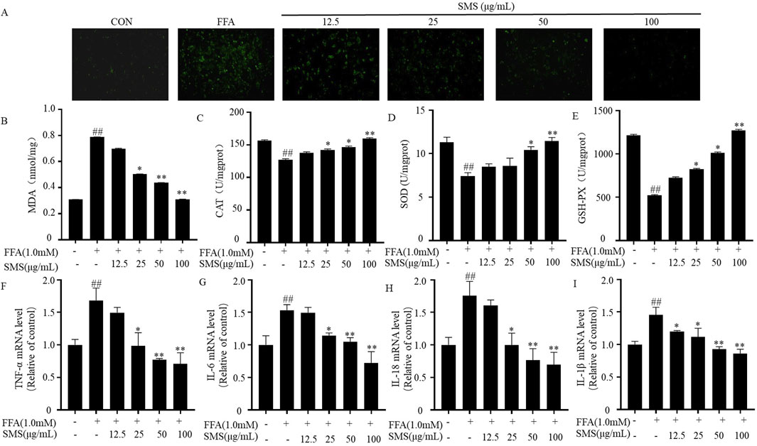 A series of graphs displaying experimental results under different conditions. Panel A shows images of samples labeled CON, FFA, and multiple SMS concentrations (12.5 to 100 µg/mL). Panels B to I are bar graphs representing various biochemical measurements: MDA, CAT, SOD, GSH-PX, TNF-α mRNA level, IL-6 mRNA level, IL-18 mRNA level, and IL-1β mRNA level under FFA and SMS treatments. Bars indicate changes in values as SMS concentration increases, with statistical significance marked by symbols such as `##` and `**`.