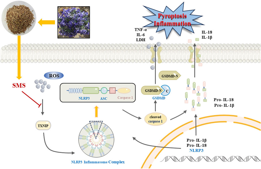 Illustration of a biochemical process involving SMS (Schisandra chinensis), which inhibits the formation of ROS and affects the NLRP3 inflammasome complex. The pathway includes TXNIP activation, leading to caspase-1 cleavage and the release of inflammatory cytokines like IL-18 and IL-1β, initiating pyroptosis and inflammation. Two inset images show Schisandra chinensis seeds and flowers.
