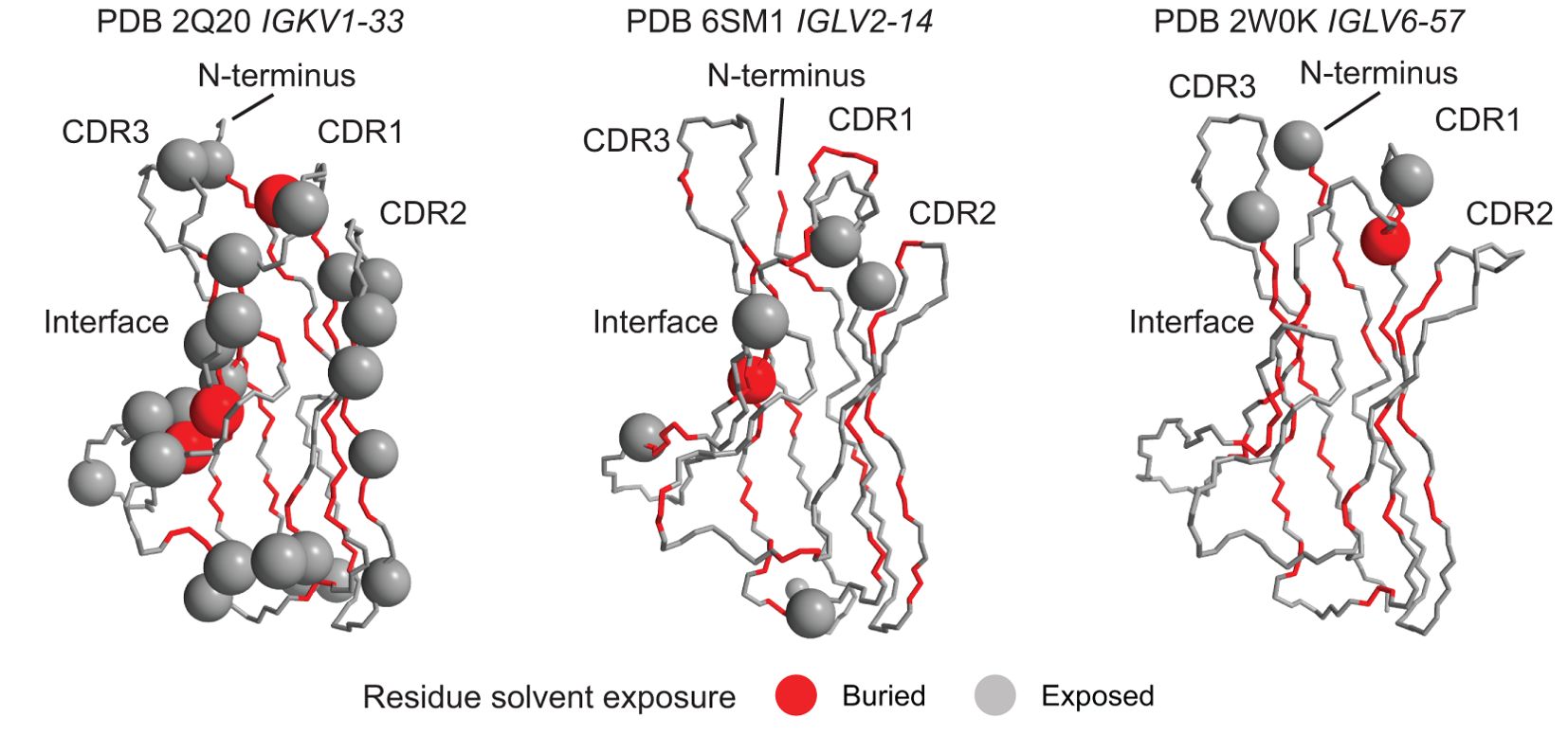 Three molecular models are depicted, labeled PDB 2Q20 IGKV1-33, PDB 6SM1 IGLV2-14, and PDB 2W0K IGLV6-57. Each model shows CDR regions, N-terminus, and interfacial areas. Spheres show positions enriched in uncommon residues. Gray spheres indicate exposed residues, red spheres represent buried residues. Models illustrate residue solvent exposure in antibody structures.