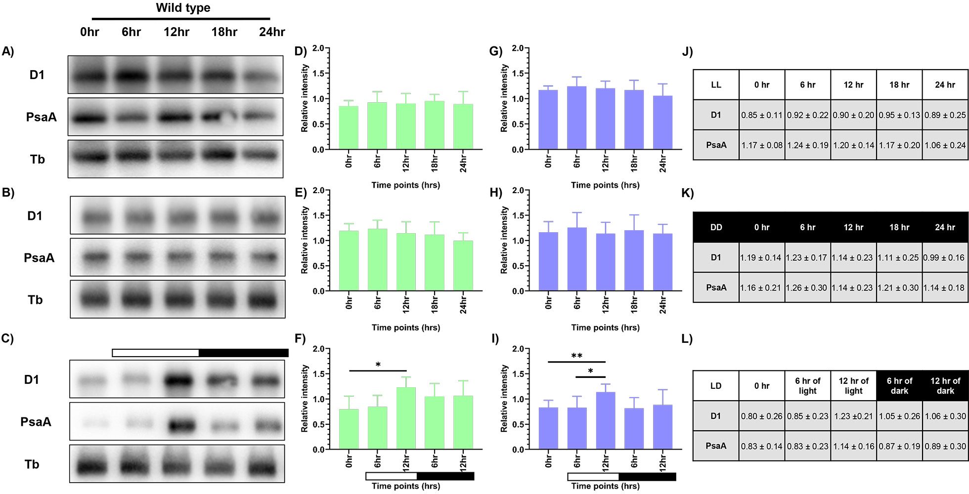 Figures labelled A to C showing expression levels of photosynthetic proteins PsbA/D1 and PsaA in C. reinhardtii across a 24-hour cycle under three conditions: continuous light (LL), continuous dark (DD), and 12:12 h light-dark synchrony (LD), respectively. Protein levels were quantified relative to tubulin. Bar graphs labelled D-I show D1 and PsaA protein levels in LL, DD, and LD. (J–L) Relative quantification of D1 and PsaA protein levels. Data represent the mean of three biological replicates, with error bars indicating standard deviation (SD). Statistical significance was assessed using two-way ANOVA.