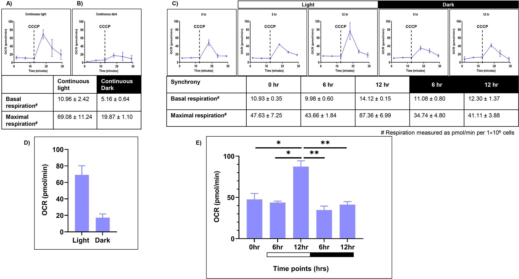 Charts labelled A to C showing mitochondrial respiration measurements in C. reinhardtii using Seahorse Flux Analyzer across three conditions: continuous light (LL), continuous dark (DD), and 12:12 h light-dark synchrony (LD). Oxygen consumption rate (OCR) traces display condition-specific patterns. (D) Bar graph compares maximal respiration after CCCP addition between LL and DD conditions. (E) Bar graph shows maximal respiration across time points in LD-synchronized cultures. Data are averaged from three biological replicates with standard deviation (SD) as error bars. Statistical analysis performed using two-way ANOVA.
