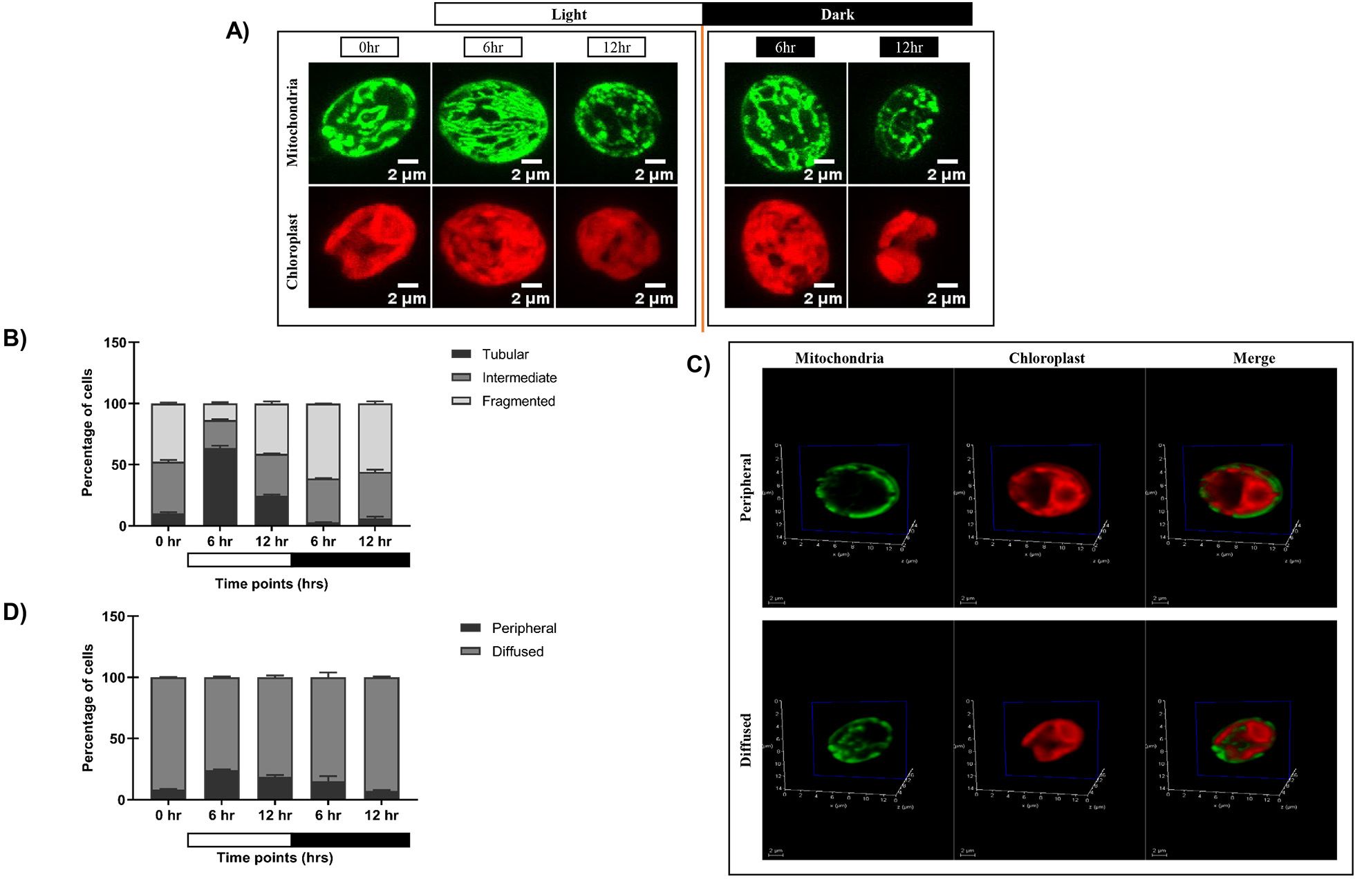 Live cell confocal image labelled A showing the effect of TOR kinase inhibition by AZD8055 on mitochondrial and chloroplast morphology in C. reinhardtii at different time points under a 12:12 h light-dark cycle. (B) Bar graph quantifying mitochondrial morphology (fragmented, intermediate, tubular) across time points. (C) Representative 3D-rendered single-plane images displaying peripheral (top) and diffused (bottom) mitochondrial arrangement relative to chloroplasts. (D) Bar graph showing the percentage of cells with peripheral versus diffused mitochondrial-chloroplast arrangement after TOR kinase inhibition.