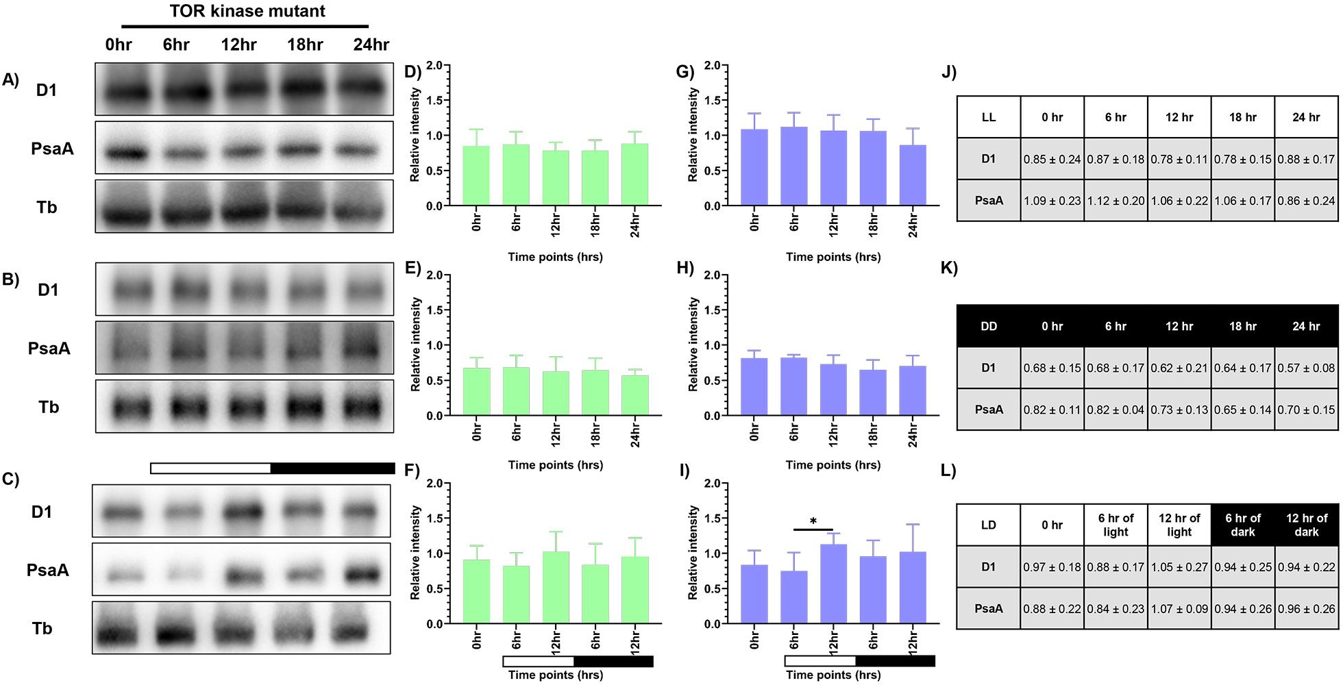 Figures labelled A to C showing expression levels of photosynthetic proteins PsaA and D1 in C. reinhardtii TOR kinase mutant under three conditions: continuous light (LL), continuous dark (DD), and 12:12 h light-dark synchrony (LD). (D–F) Quantification of D1 protein levels; (G–I) quantification of PsaA levels under each condition. (J–L) Bar graphs showing relative protein intensities normalized to tubulin. Data represent means of three biological replicates with standard deviation.