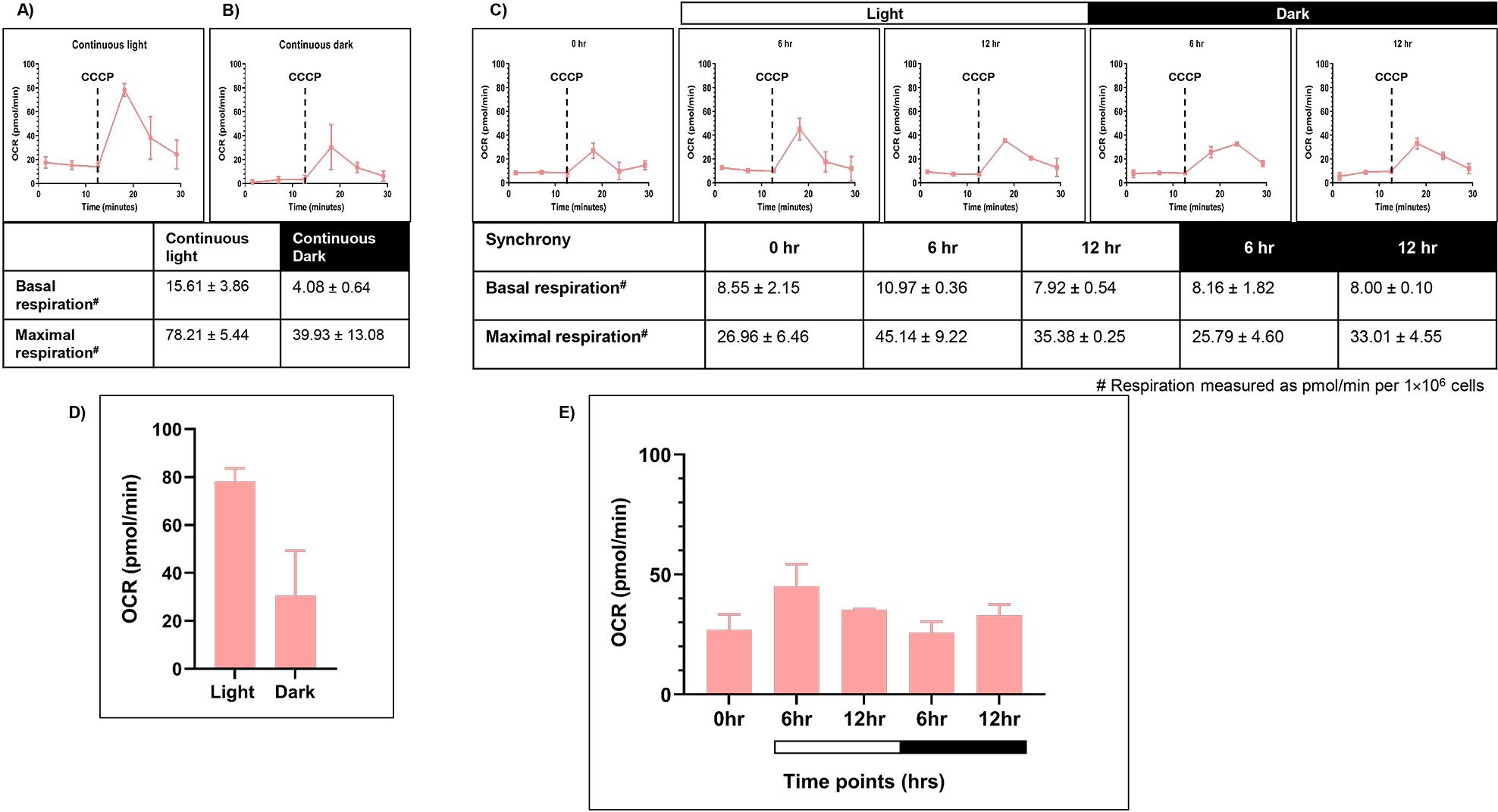Charts labelled A to C showing mitochondrial oxygen consumption rate in C. reinhardtii TOR kinase mutant under continuous light (LL), continuous dark (DD), and 12:12 h light-dark synchrony (LD). (D–E) Bar graphs quantifying maximal respiration after CCCP treatment for LL, DD, and LD conditions. Data represent means of three biological replicates with standard deviation.