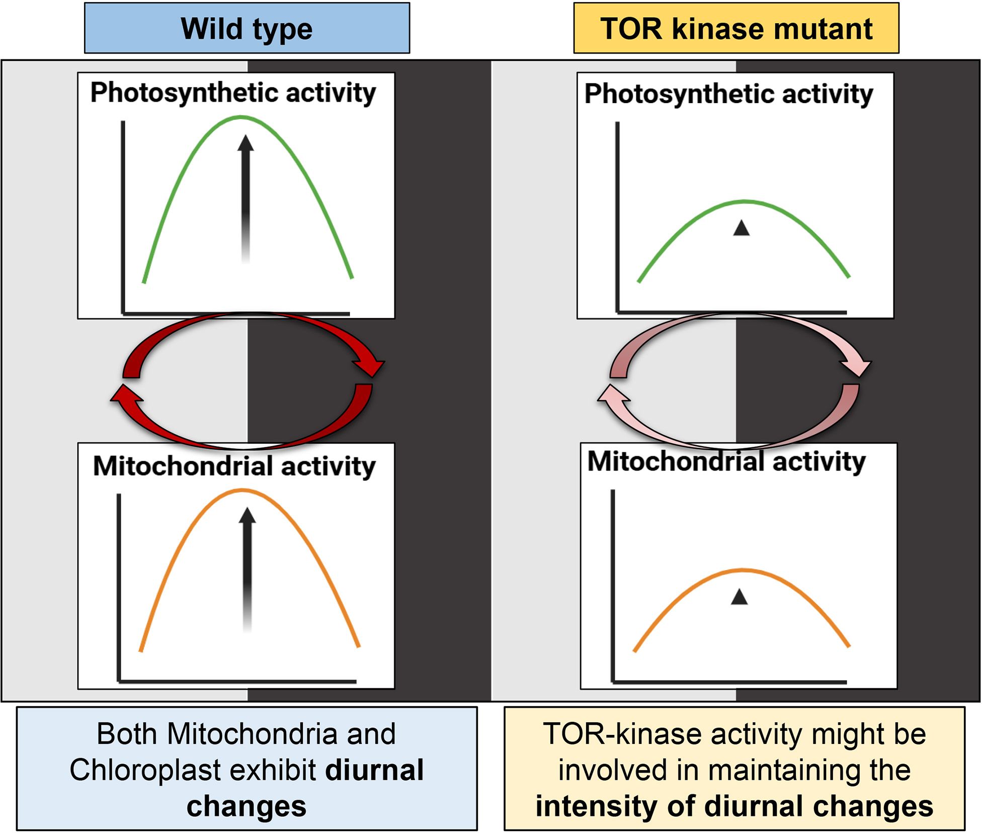 Graphical illustration comparing photosynthetic and mitochondrial activity rhythms in C. reinhardtii wild-type and TOR kinase mutant during a 12:12 h light-dark cycle. Wild-type cells display rhythmic oscillations in chloroplast and mitochondrial activity, increasing in light and decreasing in dark. TOR kinase mutant shows similar trends but with reduced rhythmic amplitude.