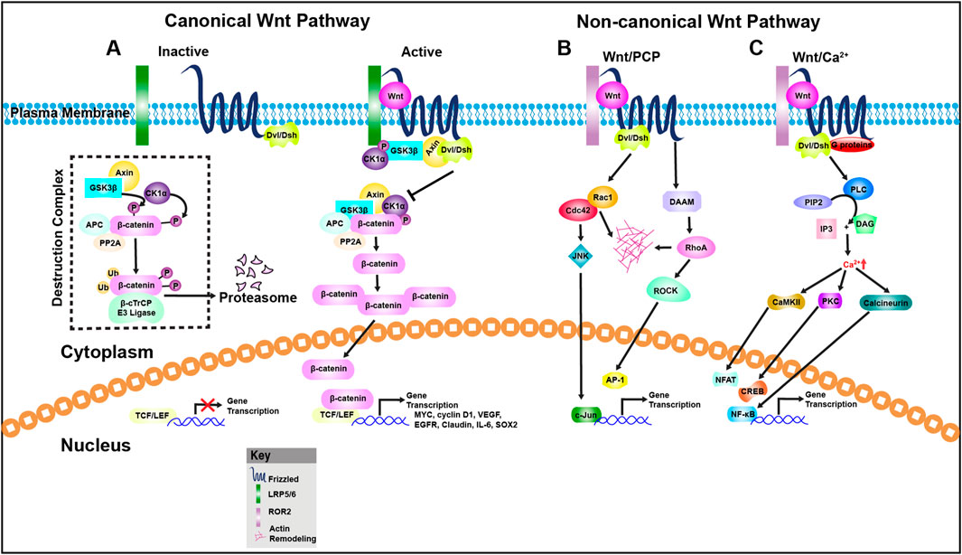 Diagram of Wnt signaling pathways: Panel A shows the canonical Wnt pathway with active and inactive states affecting gene transcription via β-catenin. Panel B illustrates the non-canonical Wnt/planar cell polarity (PCP) pathway involving Rac1 and Cdc42, leading to actin remodeling and JNK signaling. Panel C features the Wnt/Ca2+ pathway, highlighting calcium signaling through PLC, IP3, DAG, and downstream effects on CREB, NFAT, and NF-kB transcription factors. The image includes a key explaining symbols like Frizzled receptors and ROR2, with pathways interacting at the plasma membrane, cytoplasm, and nucleus.