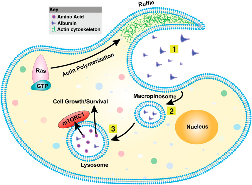 Diagram of a cell showing the process of actin polymerization and cell growth/survival. Key elements include Ras with GTP initiating actin polymerization at the cell membrane, forming ruffles. Albumin and amino acids enter the macropinosome (1), then lysosome (2), activating mTORC1 for cell growth/survival (3). Actin cytoskeleton is depicted in green. A key indicates symbols for amino acids, albumin, and actin cytoskeleton.