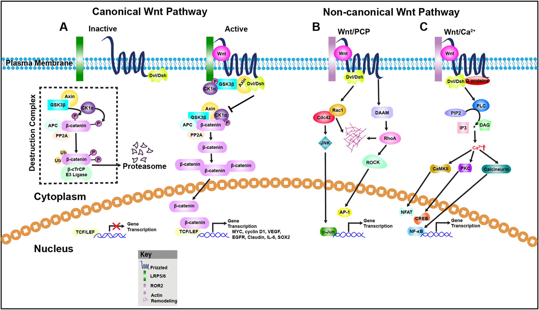 Diagram of Wnt signaling pathways: Panel A shows the canonical Wnt pathway with active and inactive states affecting gene transcription via β-catenin. Panel B illustrates the non-canonical Wnt/planar cell polarity (PCP) pathway involving Rac1 and Cdc42, leading to actin remodeling and JNK signaling. Panel C features the Wnt/Ca2+ pathway, highlighting calcium signaling through PLC, IP3, DAG, and downstream effects on CREB, NFAT, and NF-kB transcription factors. The image includes a key explaining symbols like Frizzled receptors and ROR2, with pathways interacting at the plasma membrane, cytoplasm, and nucleus.
