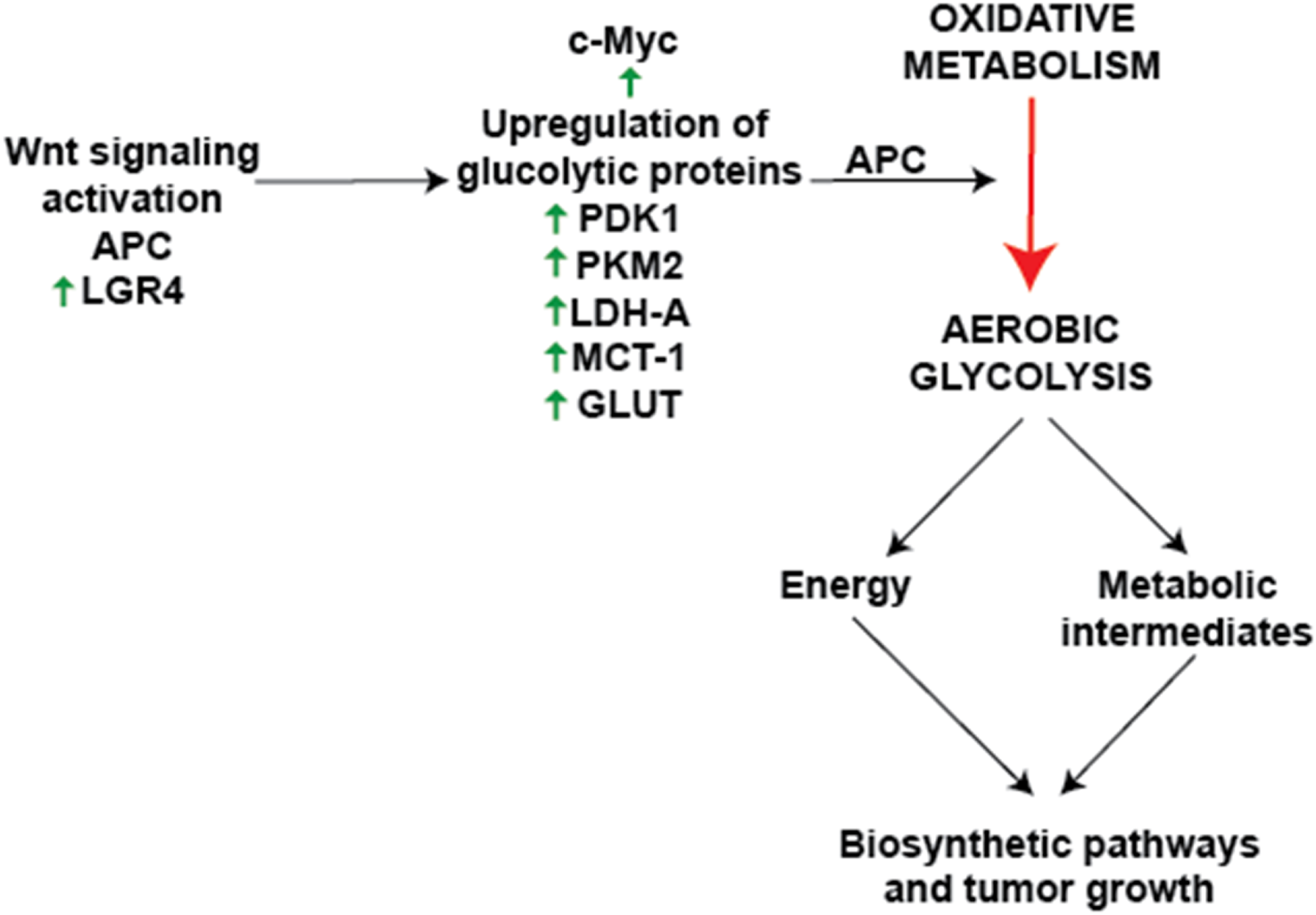 Flowchart illustrating the relationship between Wnt signaling and metabolic pathways. Wnt signaling activation involves APC and LGR4, leading to the upregulation of glycolytic proteins (PDK1, PKM2, LDH-A, MCT-1, GLUT) and the involvement of c-Myc. APC also shifts metabolism from oxidative to aerobic glycolysis, resulting in increased energy, metabolic intermediates, and biosynthetic pathways linked to tumor growth.