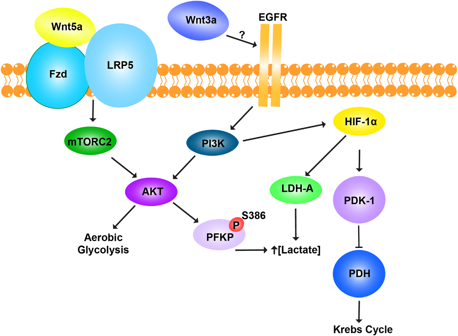 Diagram showing a cellular signaling pathway involving Wnt5a, Fzd, LRP5, EGFR, PI3K, AKT, mTORC2, and others. Arrows indicate interactions leading to aerobic glycolysis, increased lactate, and connections to HIF-1α and the Krebs cycle.