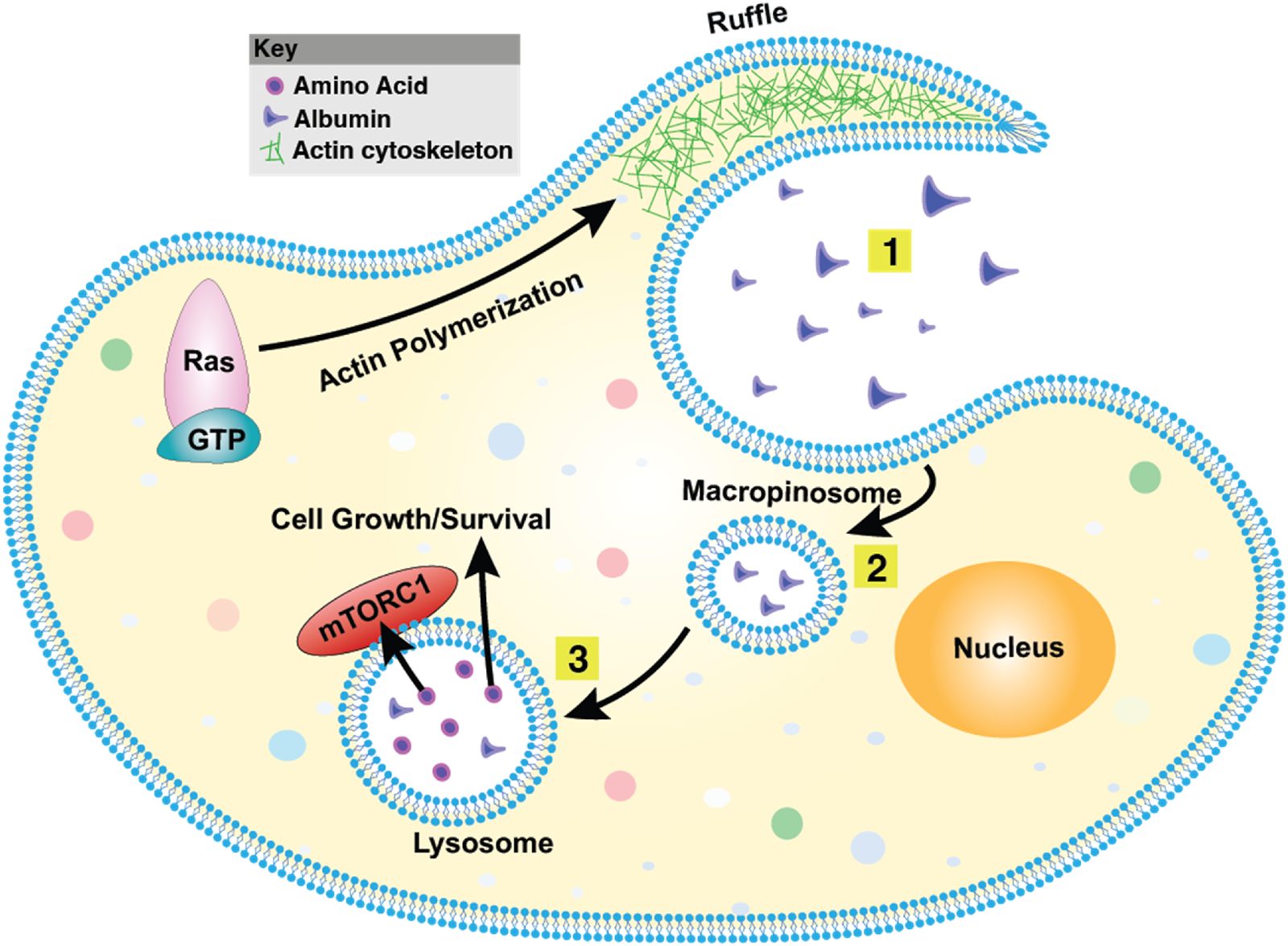 Diagram of a cell showing the process of actin polymerization and cell growth/survival. Key elements include Ras with GTP initiating actin polymerization at the cell membrane, forming ruffles. Albumin and amino acids enter the macropinosome (1), then lysosome (2), activating mTORC1 for cell growth/survival (3). Actin cytoskeleton is depicted in green. A key indicates symbols for amino acids, albumin, and actin cytoskeleton.