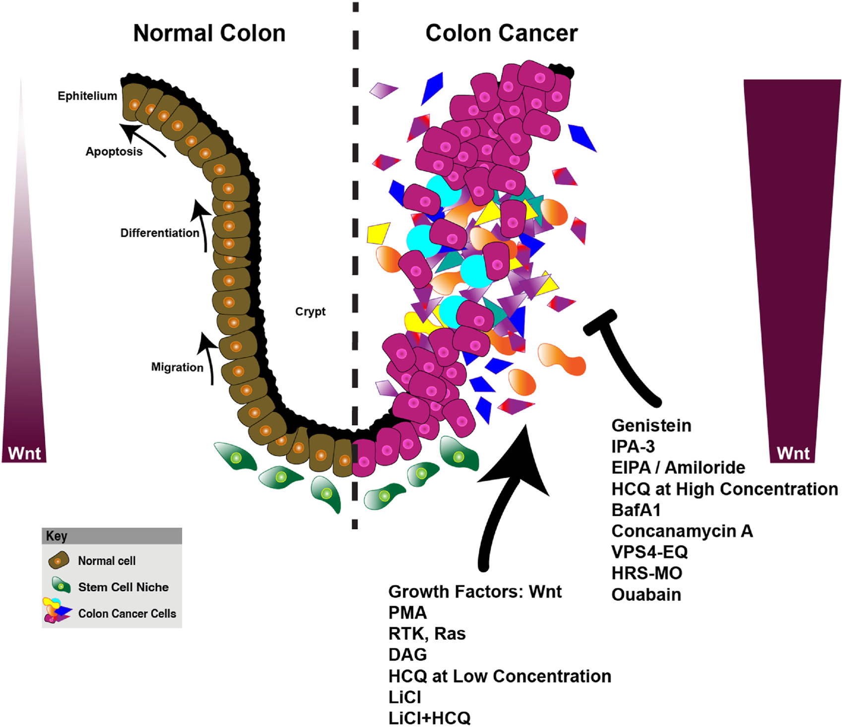 Diagram comparing normal colon and colon cancer. The left shows orderly layers with normal cells, stem cell niches, and processes like migration, differentiation, and apoptosis. The right depicts disorganized colon cancer cells, surrounded by various treatment and growth factor labels. The Wnt gradient increases from left to right. A key explains cell types.