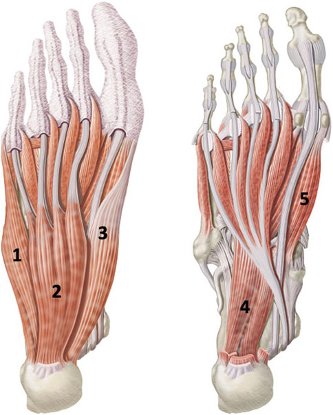 Illustration of human foot anatomy showing muscles and tendons. The image has two views of the foot, labeled with numbers one to five, highlighting different muscles. The left side illustrates the top view with several muscles extending towards the toes, while the right side shows a lateral view, emphasizing depth and overlapping structures. Bones and connective tissues are visible at the base of the muscles.