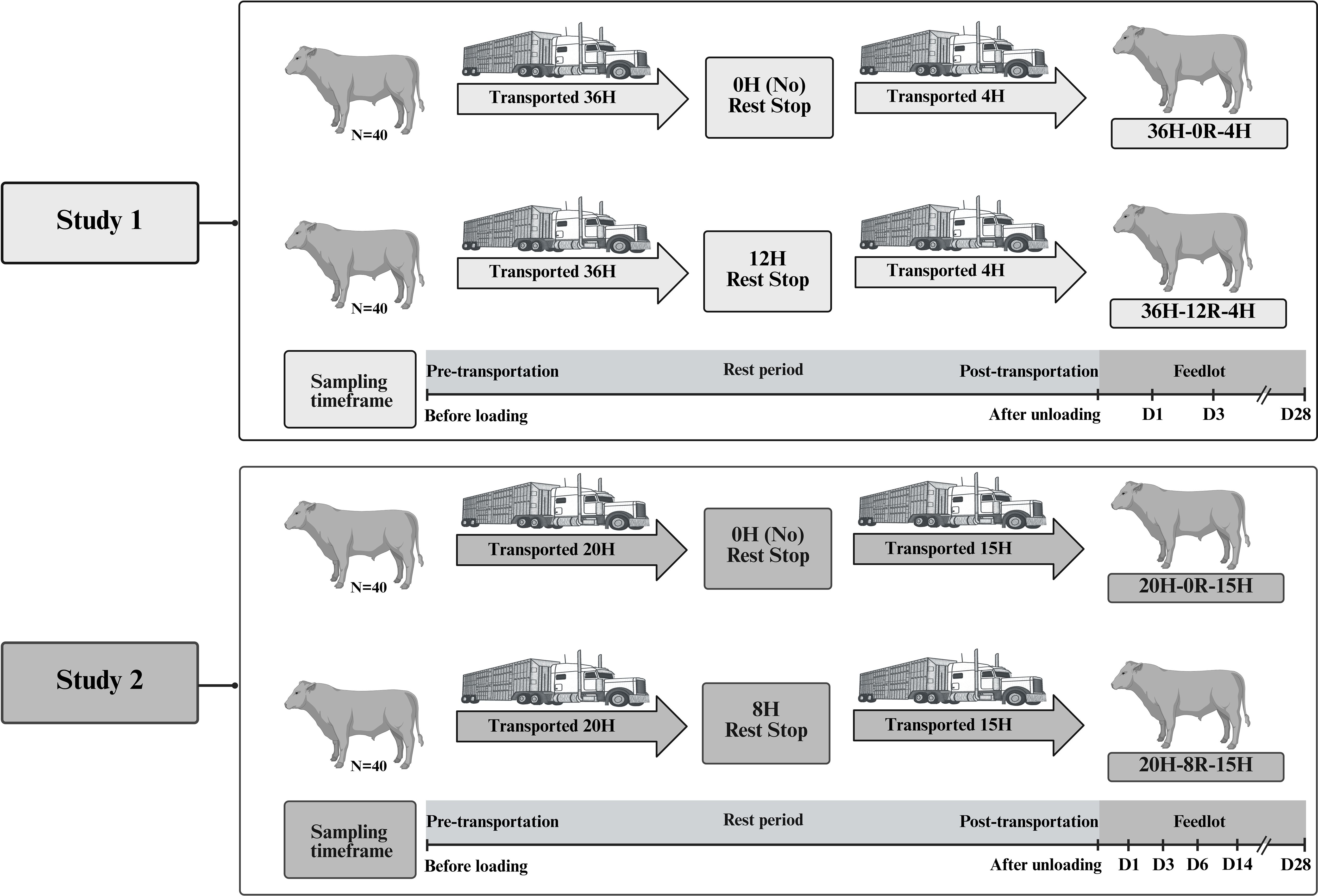 A flowchart illustrating two studies on cattle transportation and rest periods. Study 1 involves transporting cattle for thirty-six hours, with one group having no rest stop and another a twelve-hour rest stop before continuing for four more hours. Study 2 involves transporting cattle for twenty hours, with one group having no rest stop and another an eight-hour rest stop before a fifteen-hour continuation. Each study has forty cattle in each group. Sampling timeframes cover pre-transportation, rest periods, and post-transportation up to day twenty-eight in a feedlot.