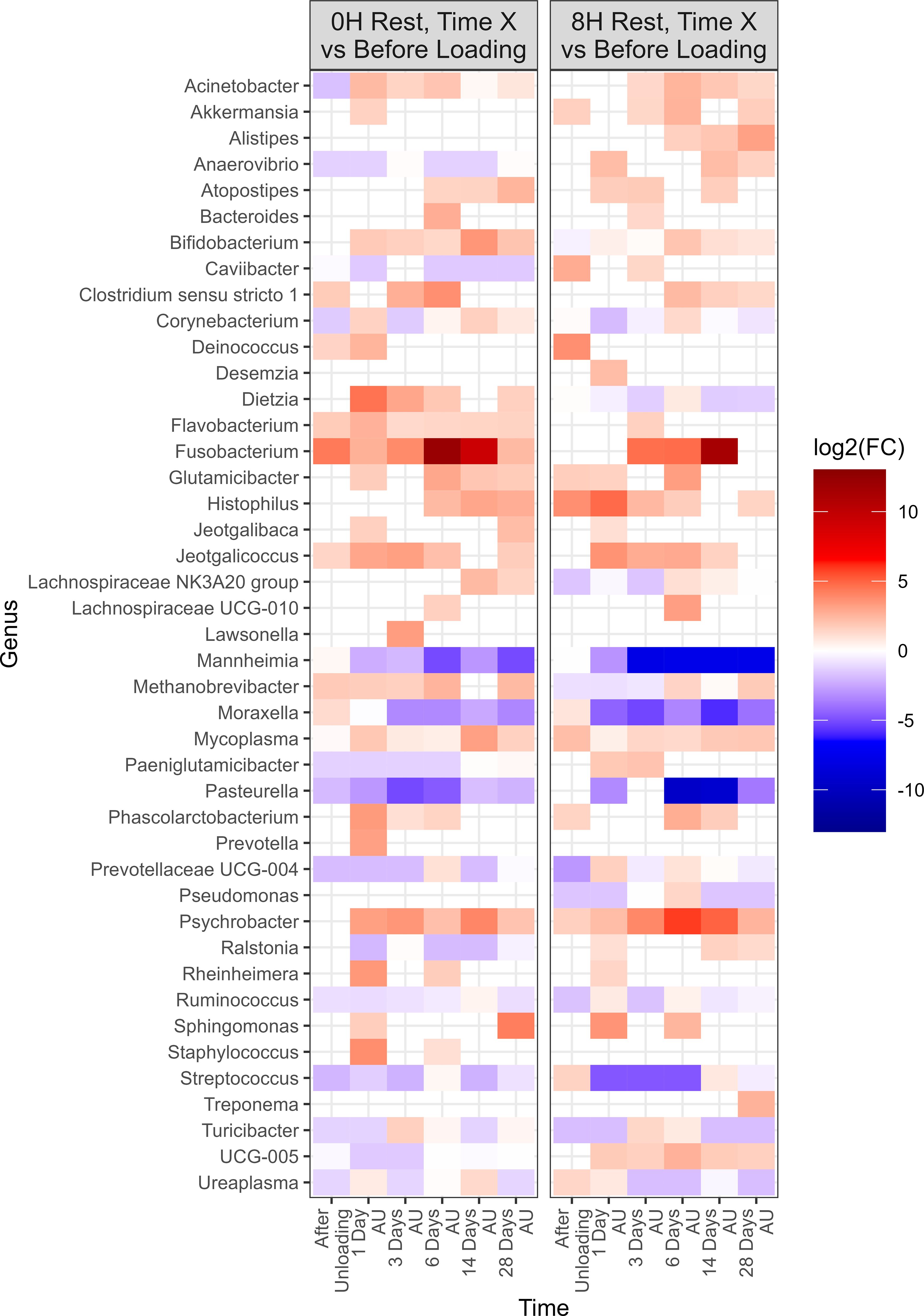 Heatmap showing changes in bacterial genera over time, comparing 0H and 8H rest periods versus before loading. Colors range from red (high log2 fold change) to blue (low). Time periods include After Unloading, 1 Day, 3 Days, 6 Days, 14 Days, 28 Days, and AU. Key genera include Fusobacterium, Lawsonella, and Methanobrevibacter.