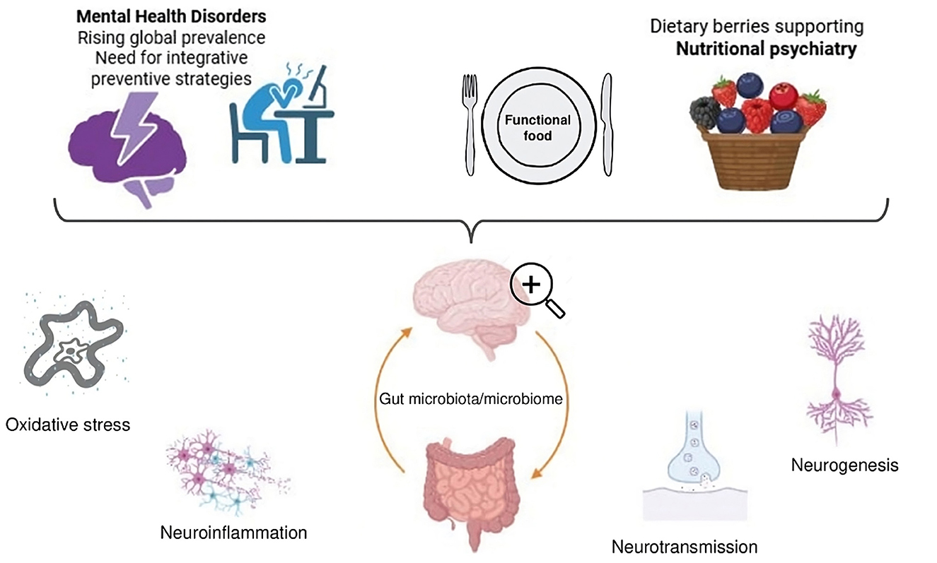 Illustration depicting the relationship between mental health disorders and dietary interventions. The upper section highlights the global prevalence of mental health conditions and underscores the relevance of integrative strategies, including nutritional psychiatry and the use of functional foods such as berries. The lower section illustrates the mechanisms of action through which berries operate as a multitarget intervention aligned with nutritional psychiatry principles. These include the modulation of oxidative stress, neuroinflammation, neurogenesis, and neurotransmission. Through these pathways, berries—when incorporated into dietary strategies—may contribute to mental health support, offering potential benefits for both prevention and co-therapy of mental disorders.