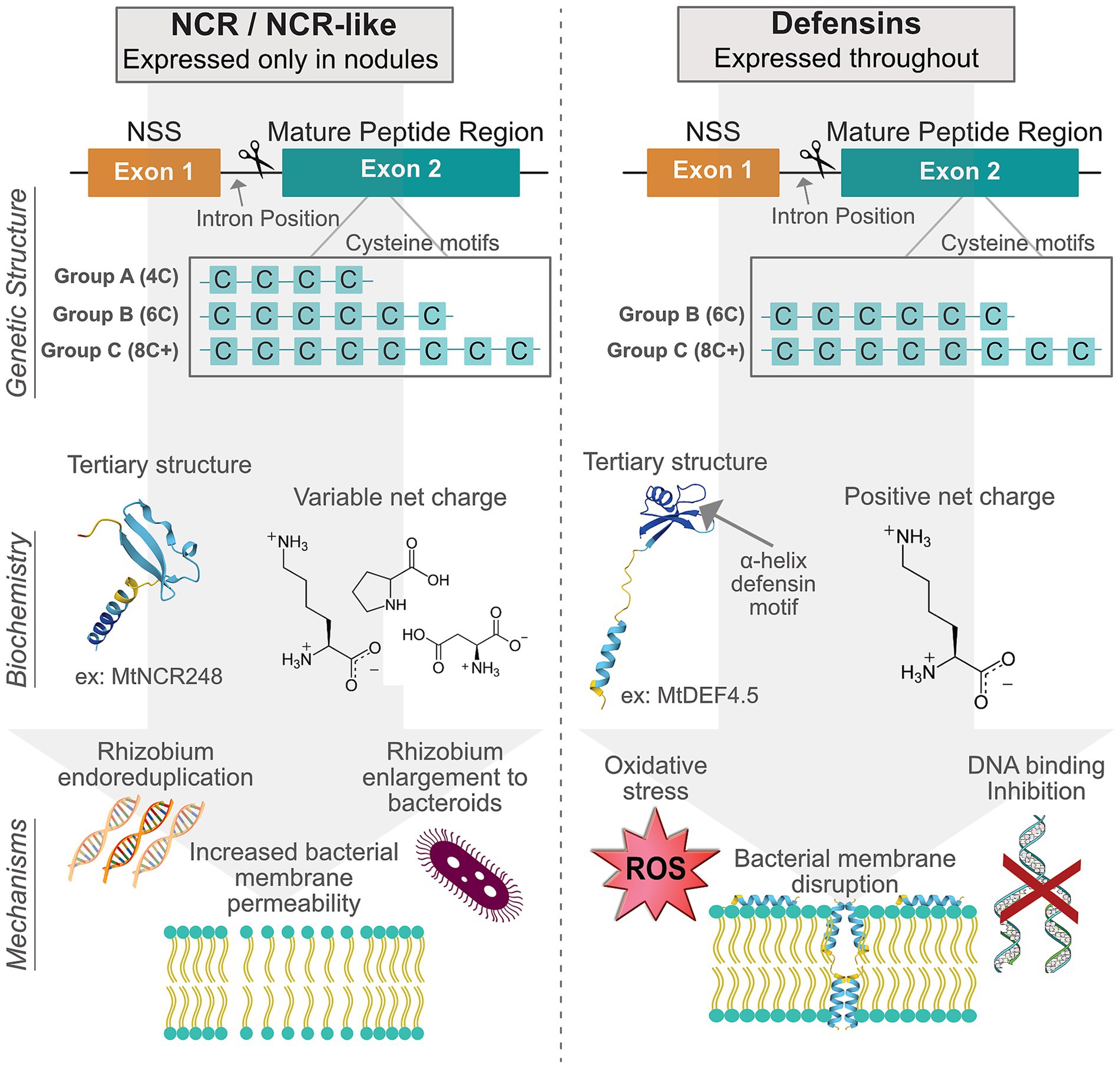 Comparison diagram of NCR/NCR-like peptides and defensins. NCR/NCR-like is expressed only in nodules, while defensins are expressed throughout. Both have genetic structures with two exons and varying cysteine motifs. NCR/NCR-like has groups A (4C), B (6C), and C (8C+), whereas defensins have groups B (6C) and C (8C+). NCR/NCR-like biochemistry features a variable net charge and tertiary structure example MtNCR248, with mechanisms involving rhizobium endoreduplication and bacterial membrane permeability. Defensins have a positive net charge, tertiary structure example MtDEF4.5, and mechanisms including oxidative stress, bacterial membrane disruption, and DNA binding inhibition.