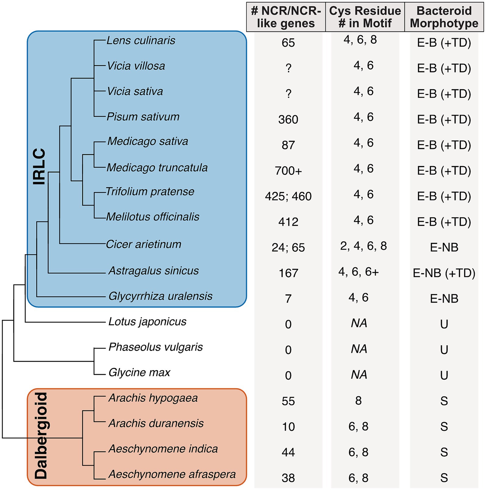 Phylogenetic tree diagram showing plant species grouped under IRLC and Dalbergioid clades, with information presented at the nodes of the phylogeny in the following order: Number of NCR/NCR-like genes, Cys Residue number in motif, and Bacteroid Morphotype. IRLC species have varying NCR gene numbers and mostly show E-B (+TD) morphotypes, while Dalbergioid species have fewer genes, mostly S morphotypes.