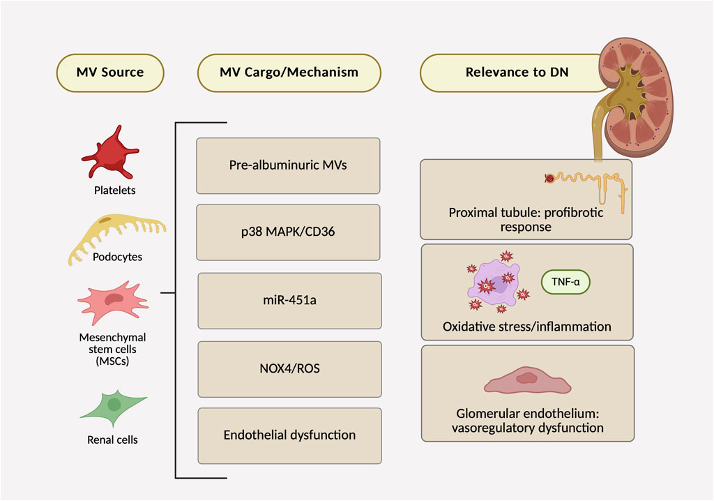 Diagram showing microvesicle (MV) sources, cargo/mechanism, and relevance to diabetic nephropathy (DN). Sources include platelets, podocytes, mesenchymal stem cells, and renal cells. Cargo/mechanisms involve pre-albuminuric MVs, p38 MAPK/CD36, miR-451a, NOX4/ROS, and endothelial dysfunction. Relevance to DN includes proximal tubule profibrotic response, oxidative stress/inflammation, and glomerular endothelium vasoregulatory dysfunction. Illustrations of each component are included.