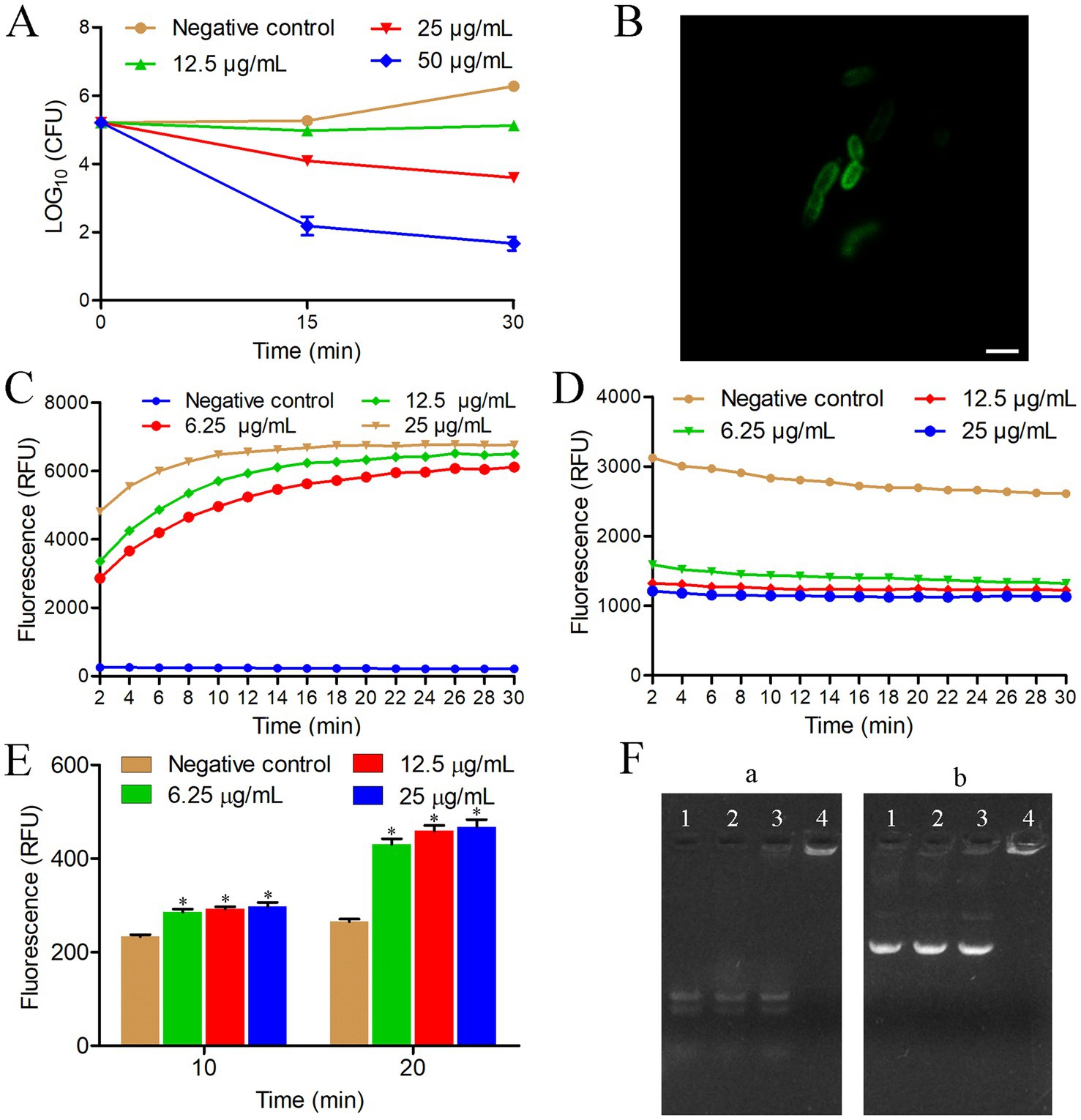 A series of panels depicting various data analyses:A) Line graph showing bacterial count over time for different concentrations, with decreasing trends at higher concentrations.B) Fluorescent image showing green-colored microbial cells.C) Line graph of fluorescence over time for various concentrations, indicating increasing fluorescence.D) Line graph showing stable fluorescence across concentrations over time.E) Bar graph demonstrating increased fluorescence at higher concentrations over ten and twenty minutes, with statistical significance indicated by asterisks.F) Two gel electrophoresis panels labeled 'a' and 'b', illustrating DNA bands in four lanes.