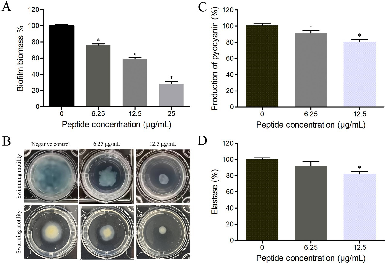 Graphs and images display the effects of different peptide concentrations on bacterial characteristics. Chart A shows a decrease in biofilm biomass with increasing peptide concentration. Image B illustrates swimming and swarming motility under varying peptide conditions. Chart C indicates a reduction in pyocyanin production with higher peptide doses. Chart D shows elastase activity decreases with peptide treatment. Asterisks denote significant differences.