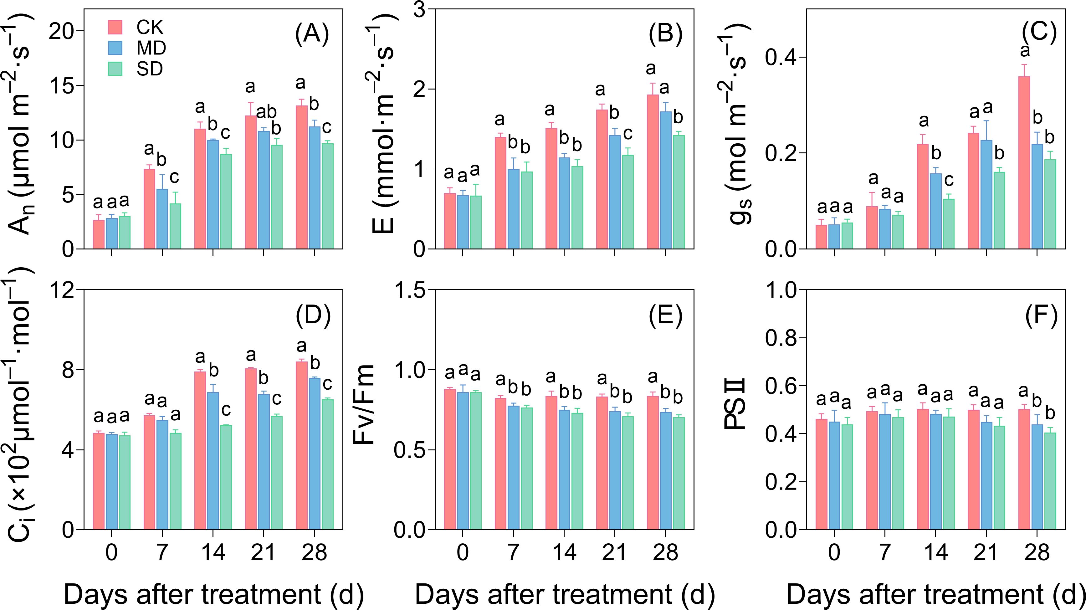 Six bar graphs labeled A to F, comparing plant physiological parameters over different days after treatment for three conditions: CK, MD, and SD. Graphs A to C show values increasing over time, with graph A depicting net photosynthesis (A_(n)), B showing transpiration rate (E), and C displaying stomatal conductance (g_(s)). Graphs D to F show more stable values; D represents intercellular CO_(2) concentration (Cáµ¢), E shows Fv/Fm (maximum quantum efficiency of PSII), and F shows PSII performance. Error bars and significant differences denoted by letters are present.