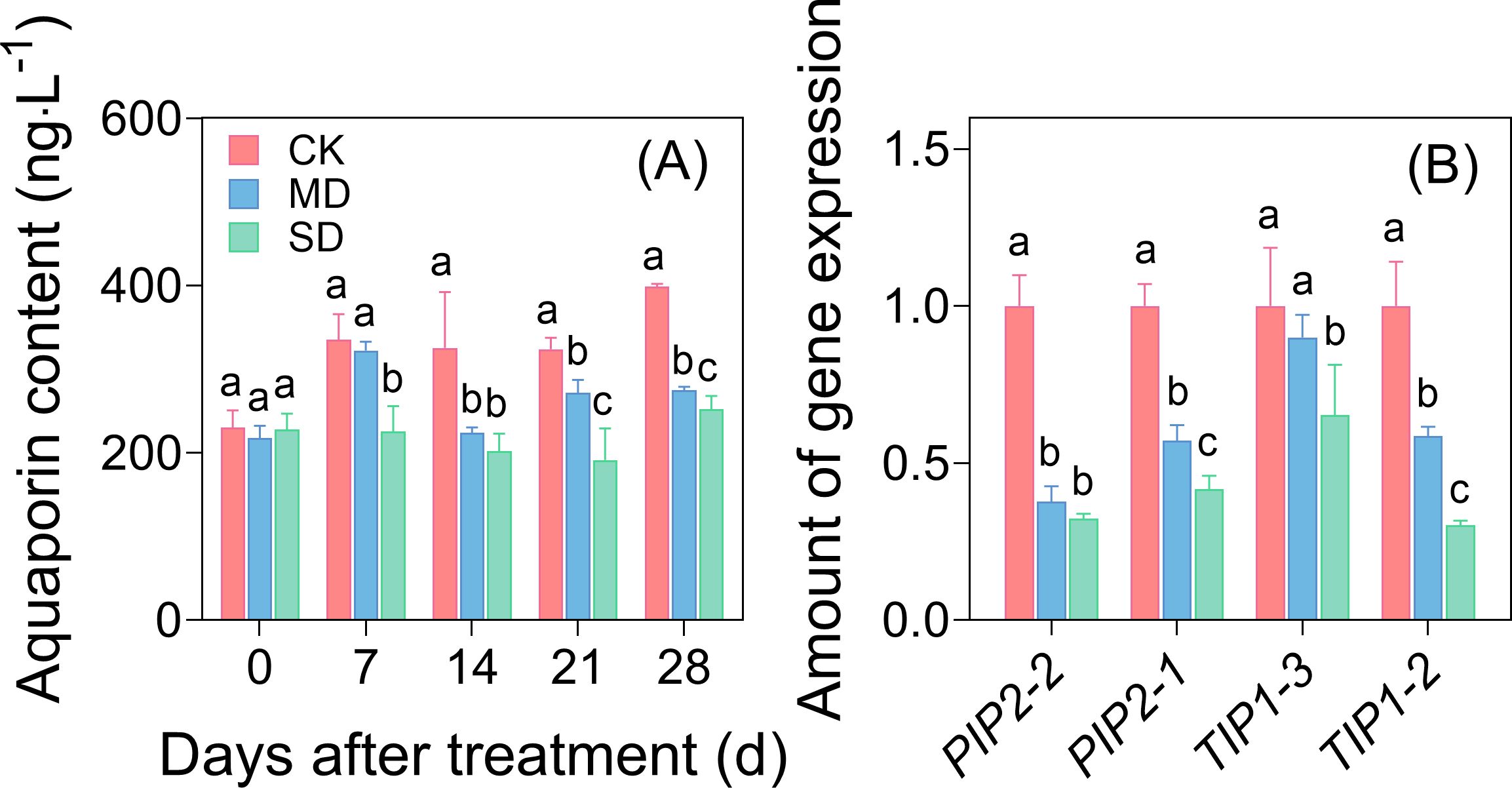 Two bar charts showing aquaporin content and gene expression levels for different treatments. Chart A: Aquaporin content over 0, 7, 14, 21, 28 days for CK, MD, SD treatments, with CK having highest values at later days. Chart B: Gene expression for PIP2-2, PIP2-1, TIP1-3, TIP1-2; CK consistently shows higher expression than MD and SD. Error bars indicate variability; different letters signify statistical differences.