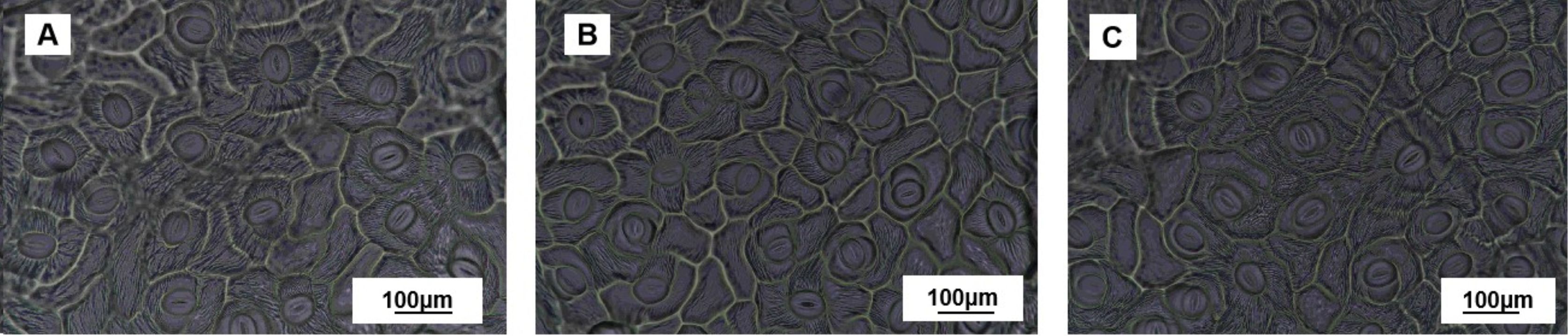Microscopic images labeled A, B, and C, showing the epidermal cells of an onion. Each image displays tightly packed, polygonal cells with visible nuclei, surrounded by cell walls. A scale of one hundred micrometers is indicated in each image.
