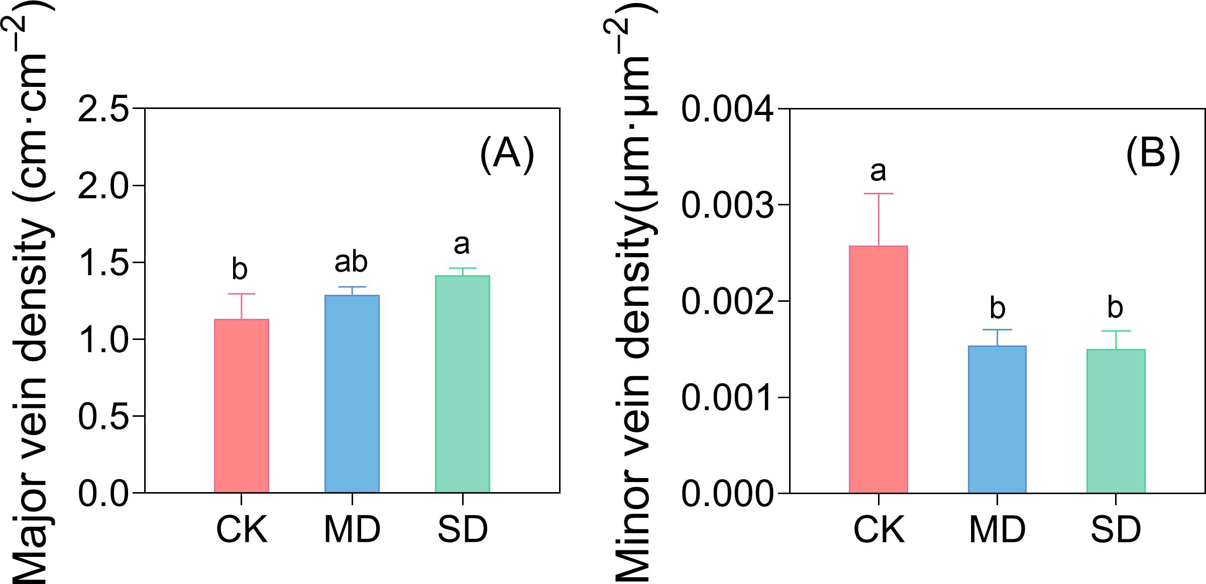 Bar charts showing major and minor vein density. Chart (A) for major vein density in cm per cm squared: CK is lowest, MD middle, SD highest. Chart (B) for minor vein density in micrometers per micrometer squared: CK highest, MD and SD are lower and similar. Error bars and significance indicators are included.