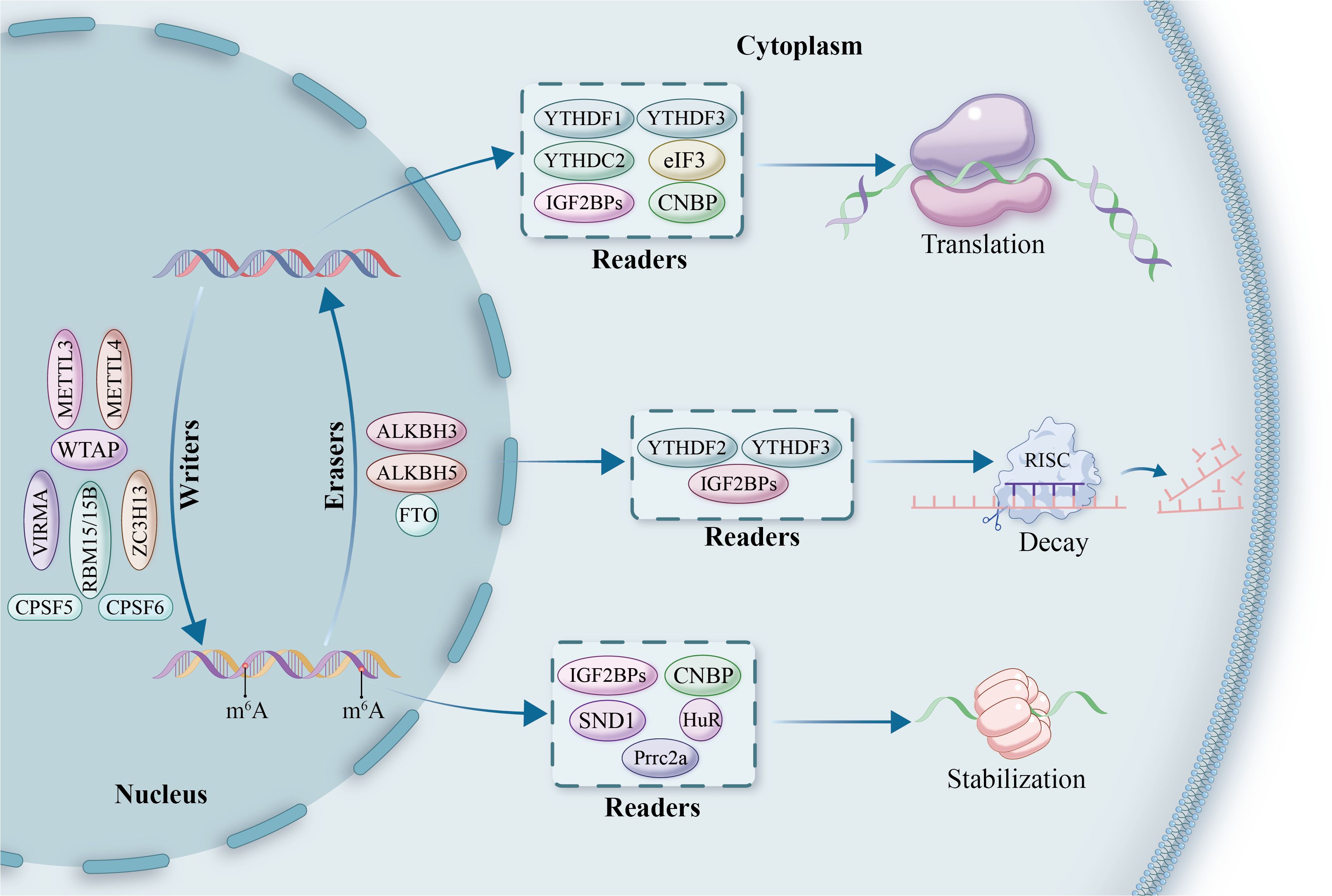 Diagram illustrating m6A RNA modification processes. In the nucleus, “writers” (METTL3, METTL14, etc.) add m6A marks to RNA, while “erasers” (ALKBH3, ALKBH5, FTO) remove them. In the cytoplasm, “readers” (YTHDF1, IGF2BPs, etc.) modulate RNA translation, decay (via RISC), or stabilization. Arrows indicate the flow from nuclear modification to cytoplasmic outcomes.