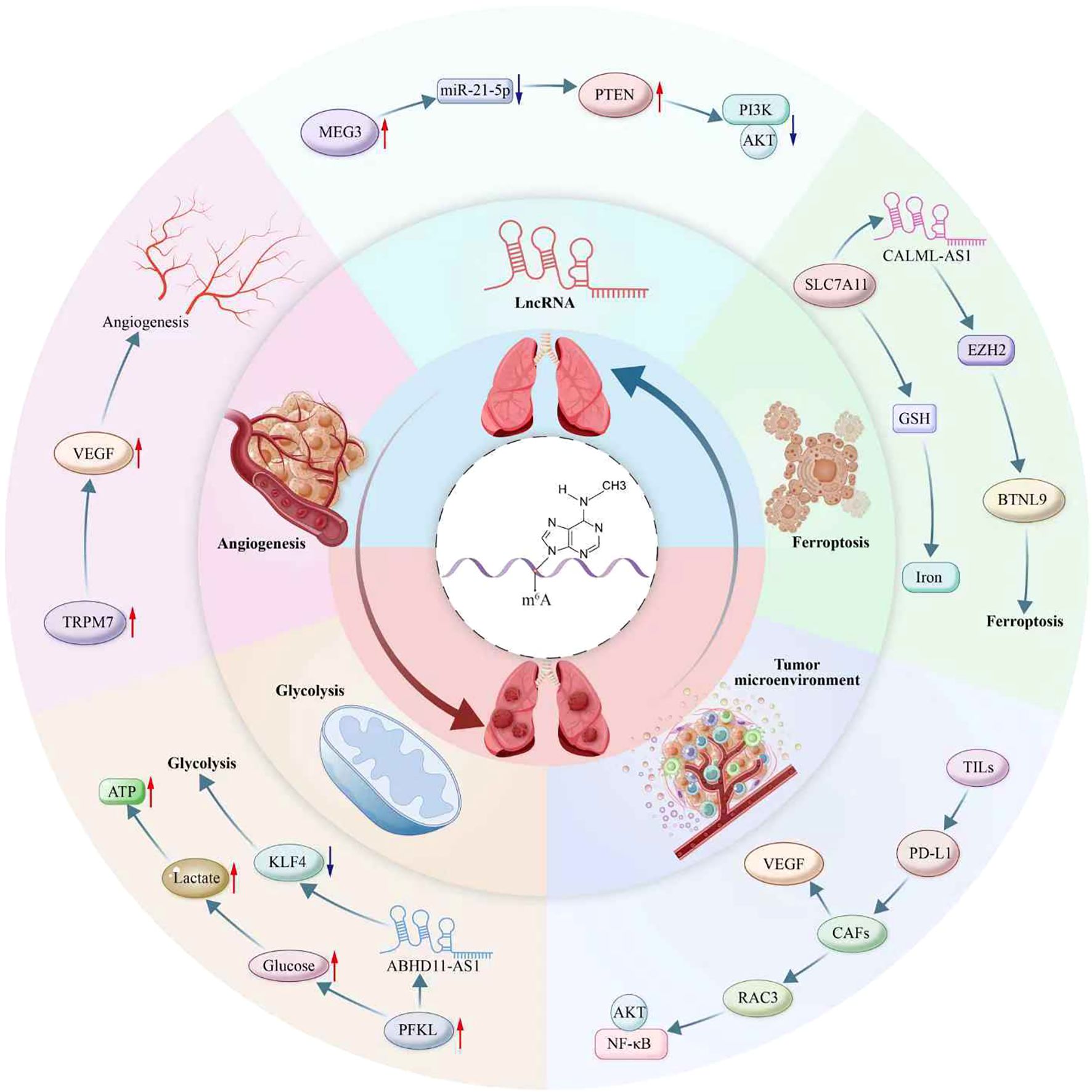 Illustration depicting the relationship between various biological processes and elements affecting lung function. It includes pathways like angiogenesis, glycolysis, ferroptosis, and tumor microenvironment. Key molecules and pathways are shown, such as MEG3, miR-21-5p, PTEN, PI3K, and AKT1, as well as influences of LncRNA, TRPM7, VEGF, glucose metabolism, and immune interactions. The central theme is methylation's impact on lung processes. The image integrates cellular components, chemical structures, and signaling pathways.