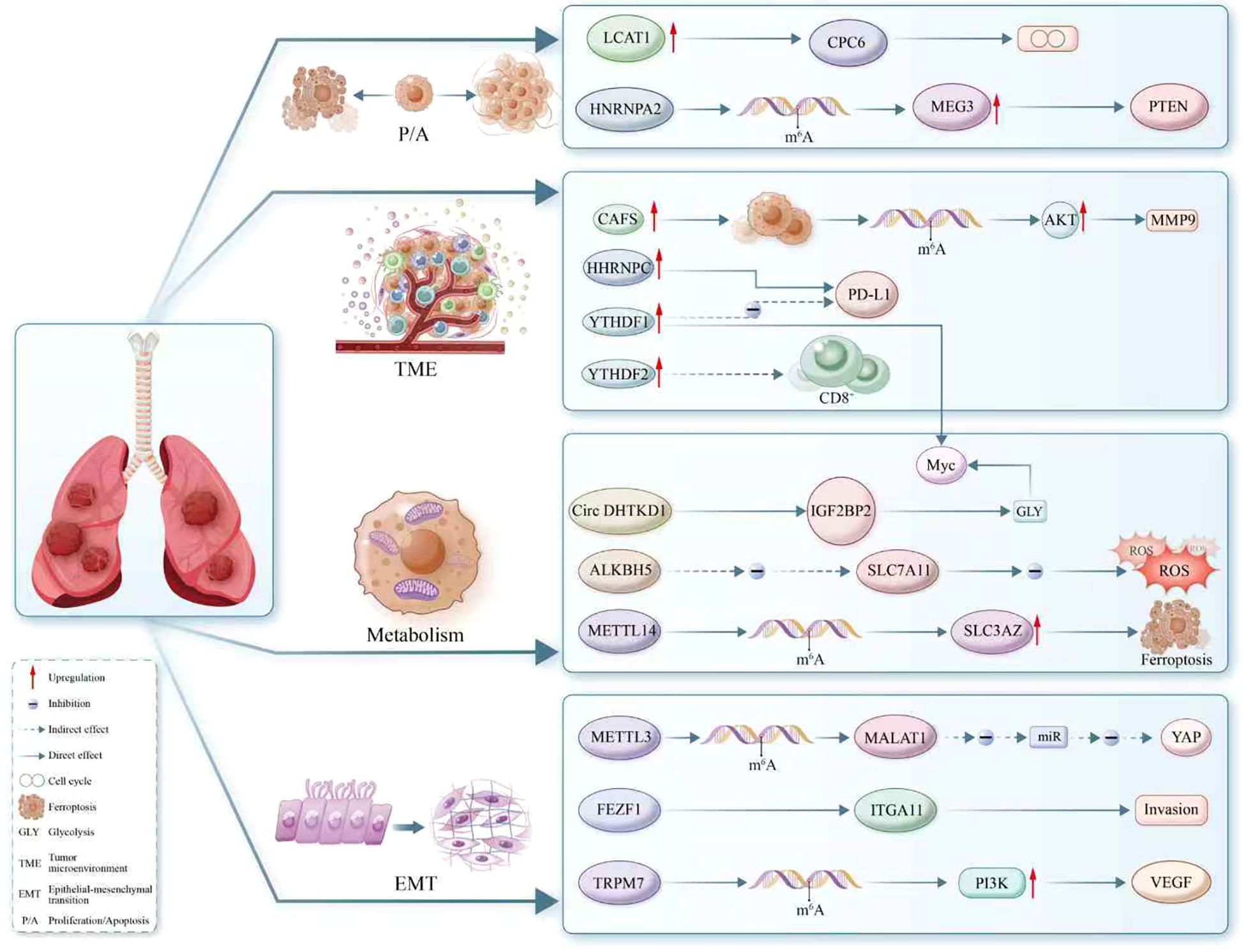Diagram illustrating various molecular pathways in lung cancer. It shows interactions in proliferation/apoptosis, tumor microenvironment, metabolism, and epithelial-mesenchymal transition. Key pathways involve RNA methylation, gene expressions like AKT, MMP9, and processes like ferroptosis and invasion. Upregulation, inhibition, and effects are marked with arrows. Includes a lung image and legend for symbols.