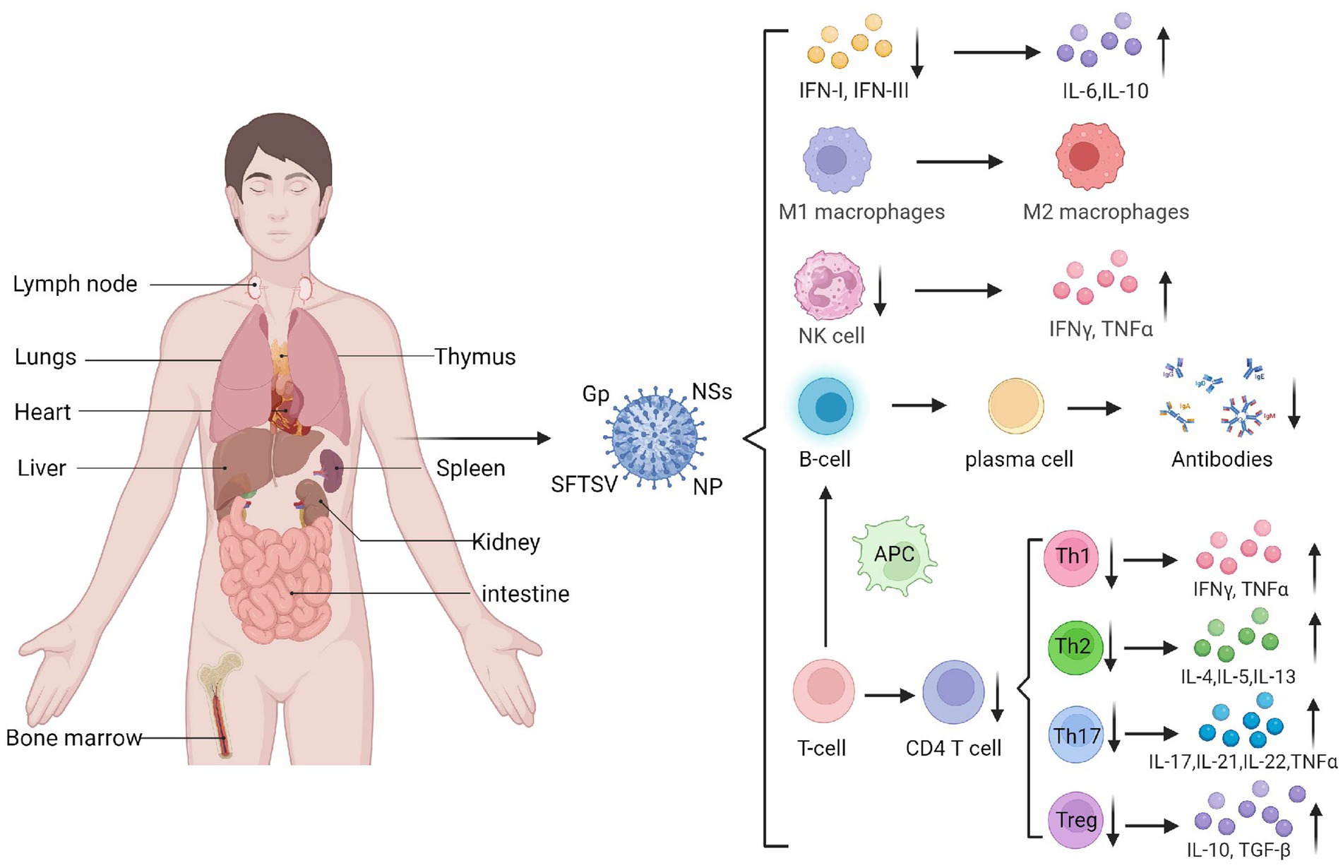 Diagram showing the human body's organ systems alongside a flowchart of immune responses to SFTSV (Severe Fever with Thrombocytopenia Syndrome Virus). The body highlights the lymph node, lungs, heart, thymus, liver, spleen, kidney, intestine, and bone marrow. The flowchart illustrates the activation of various immune cells and cytokines, such as macrophages, NK cells, B-cells, and T-cells, leading to antibody production and release of IFN, TNF, and other cytokines.