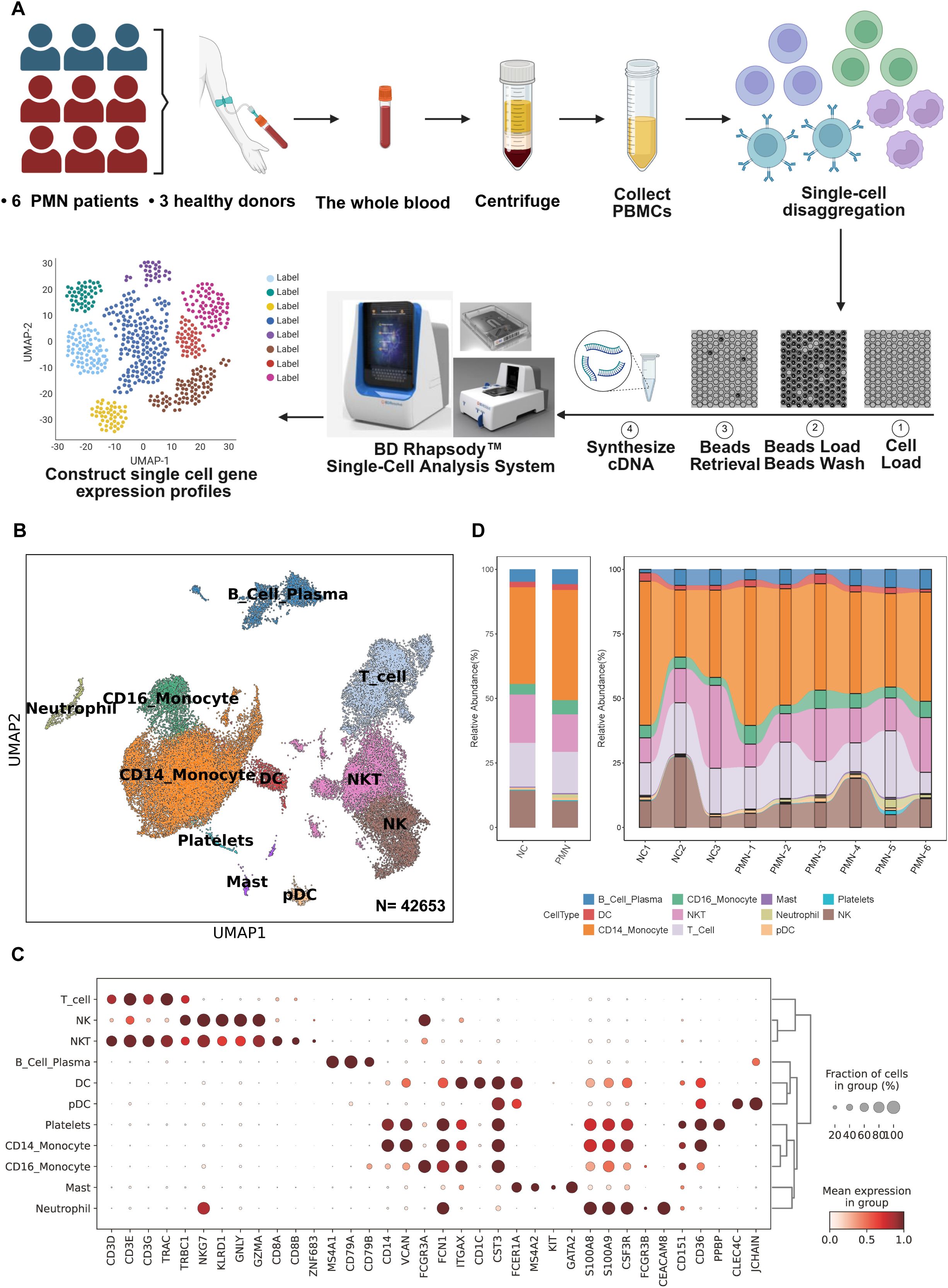 Diagram illustrating the process and analysis of blood samples for single-cell gene expression. Panel A shows the workflow from blood collection to single-cell disaggregation and analysis using systems like the BD Rhapsody. Panel B presents a UMAP plot with various immune cell types identified. Panel C displays a dot plot of gene expression across different cell types. Panel D features stacked bar charts of relative cell type abundance across samples.