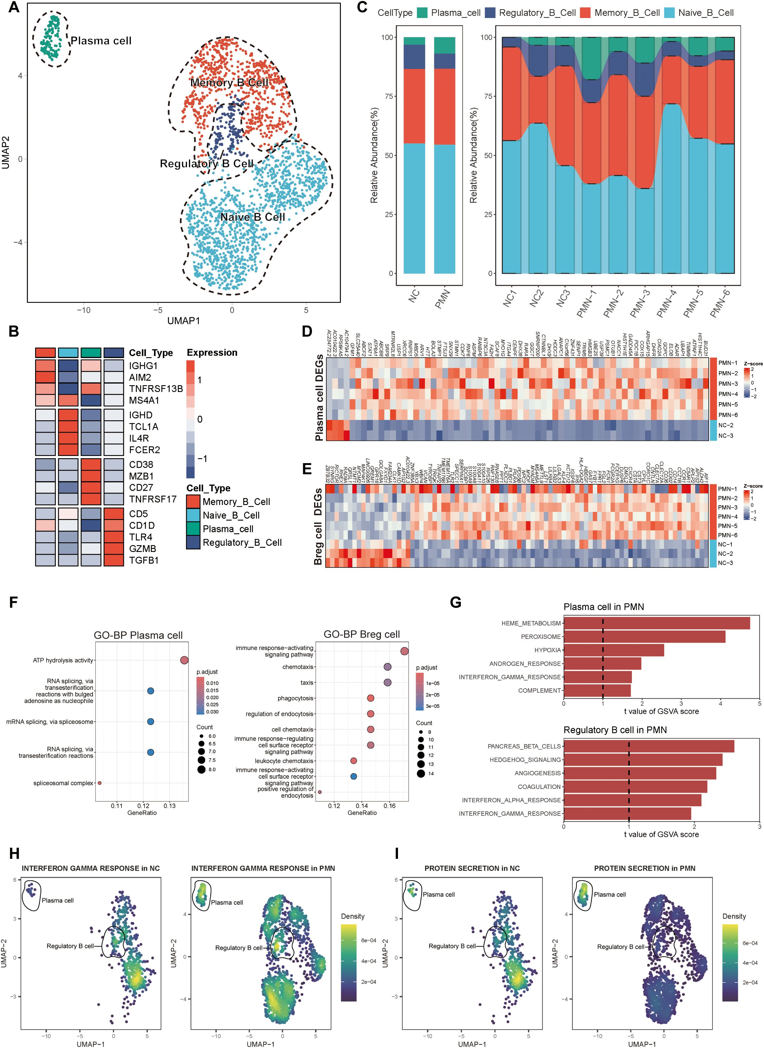 A multi-panel scientific figure showcases various analyses of cell types and their expressions. Panel A features a UMAP plot clustering Plasma, Memory B, Regulatory B, and Naive B cells. Panel B displays a heatmap of gene expression across these cell types. Panel C presents bar graphs illustrating the relative abundance of cell types. Panels D and E are heatmaps of differentially expressed genes. Panel F shows bubble plots for gene ontology biological processes. Panel G contains bar graphs of GSVA scores. Panels H and I depict UMAP plots for cell response and protein secretion, highlighting Plasma and Regulatory B cells.