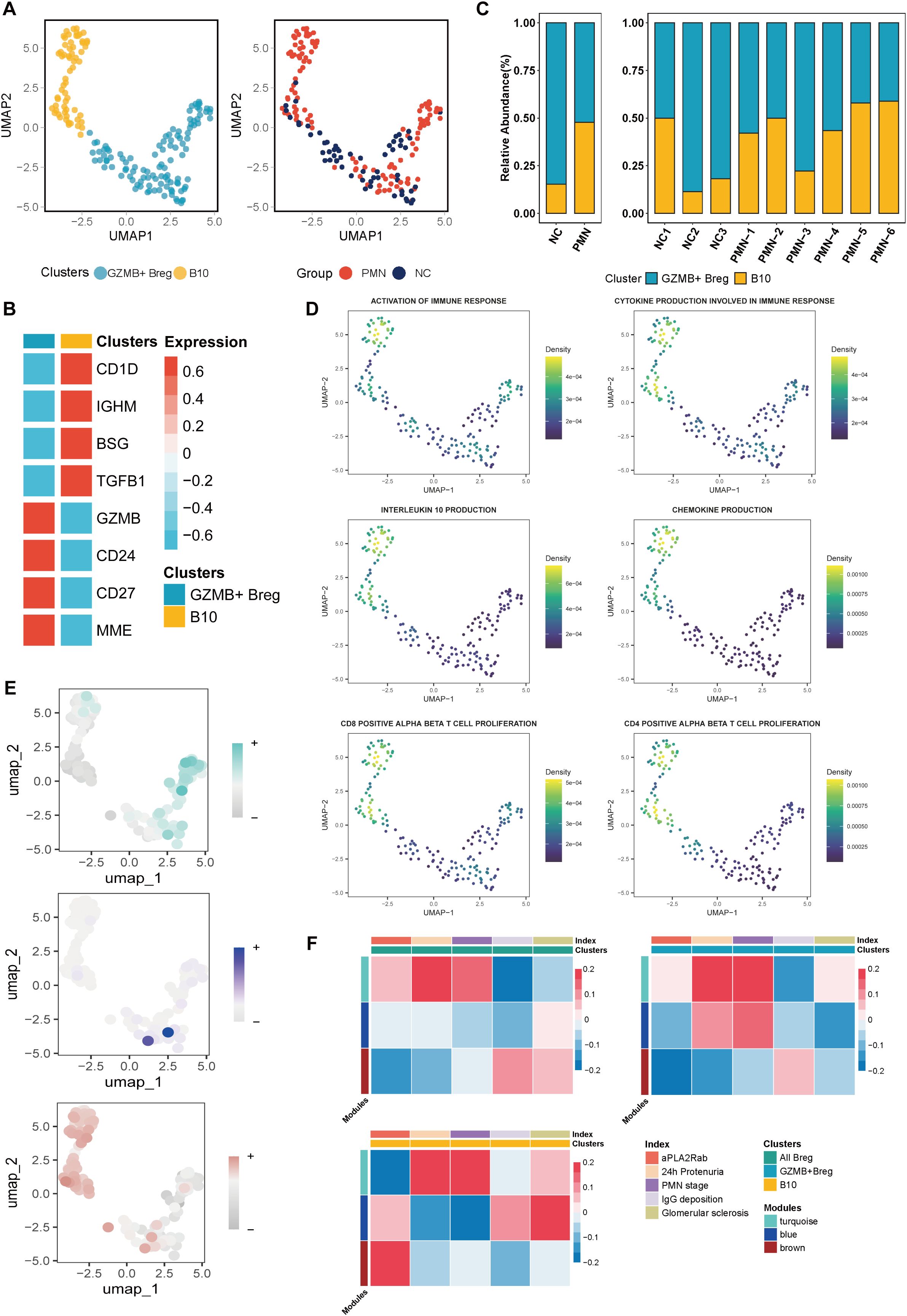 UMAP plots show clusters of cells separated by groups (PMN, NC) with clusters labeled GZMB+ Breg and B10. Bar graphs depict relative abundance percentages. Expression levels of various markers (CD1D, IGHM, etc.) are color-coded in a side panel. Density plots illustrate activation of immune responses and cytokine production, with highlighted CD8 and CD4 T cell proliferation. Additional plots display specific cell responses with color indicating density. Heatmaps at the bottom compare modules and clusters, highlighting differences between immune cell clusters and study conditions.