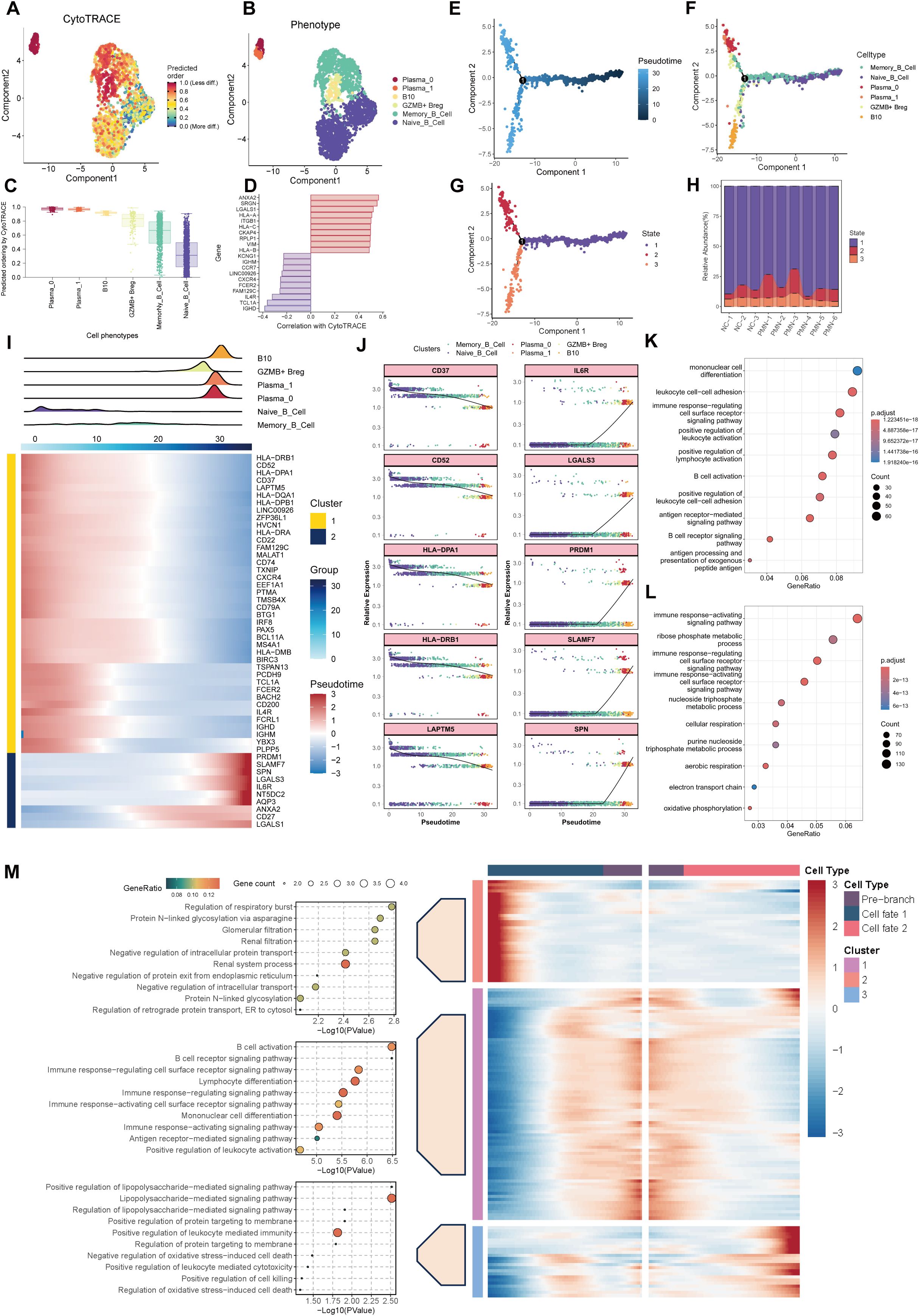 The image contains multiple panels of scientific data visualizations, including scatter plots, bar graphs, violin plots, heatmaps, and dot plots, analyzing cell differentiation and gene expression. Panels A and B show scatter plots with components and predicted cell types. Panels C and D feature bar graphs of cell type proportions and correlations. Panels E to G display scatter plots with pseudotime and component analysis. Panel H is a stacked bar chart of state distribution by cell types. Panels I and J include heatmaps and line graphs for gene expression across pseudotime. Panels K to M present dot plots and additional heatmaps, analyzing gene ontology and cell types.