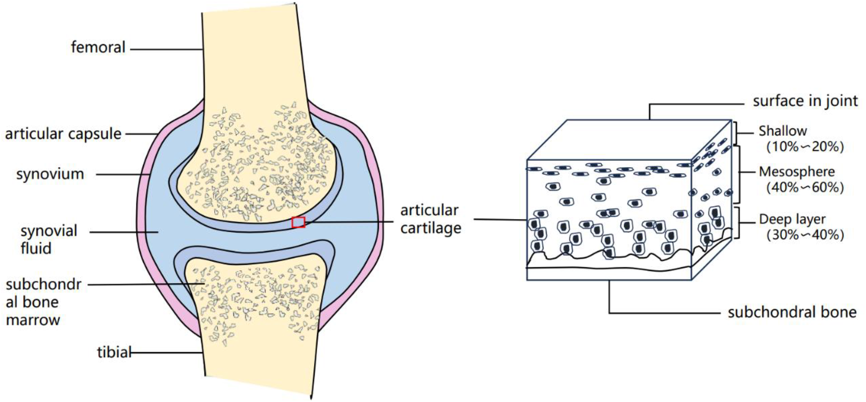 Cross-sectional illustration of a joint showing femoral and tibial bones, articular capsule, synovium, synovial fluid, articular cartilage, and subchondral bone. An adjacent diagram details the articular cartilage's structure into shallow, mesosphere, and deep layers with corresponding percentage thicknesses.