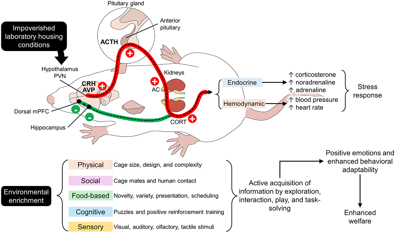Diagram of a mouse illustrating stress responses under impoverished laboratory conditions versus benefits of environmental enrichment. The left side lists stress triggers, such as the hypothalamus and kidneys, with hormonal responses resulting in heightened stress indicators like increased corticosterone and heart rate. The right side depicts elements of environmental enrichment, including physical, social, and sensory factors, leading to positive emotions, adaptability, and enhanced welfare.