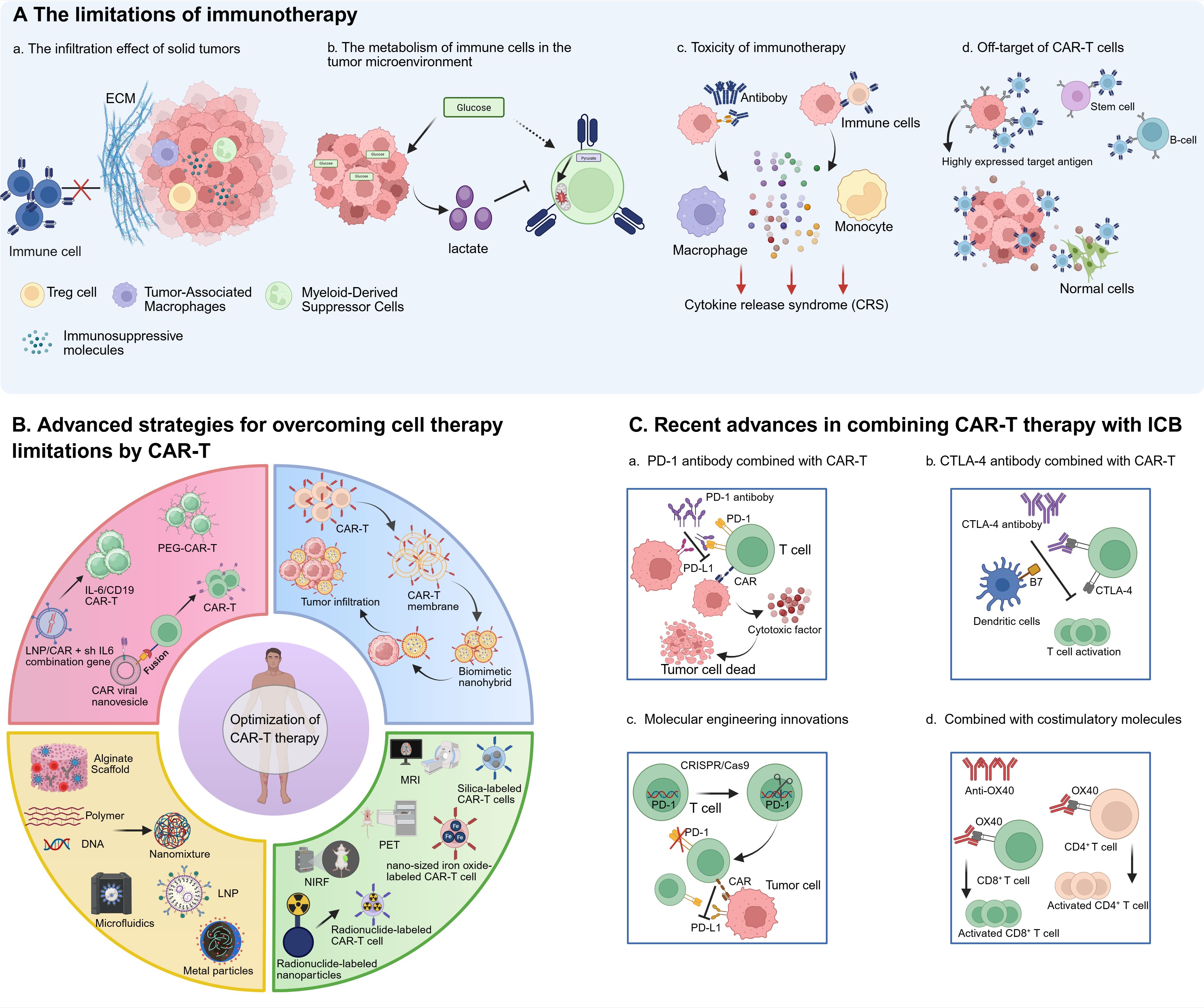Diagram highlighting immunotherapy limitations and innovations in CAR-T therapy. A: Shows challenges like immune cell infiltration, metabolism, toxicity, and CAR-T off-target effects. B: Illustrates strategies to enhance CAR-T therapy, including IL-6/IL-6CD19 CAR-T and biomimetic nanohybrids. C: Depicts advances combining CAR-T with immune checkpoint blockade (ICB), detailing PD-1, CTLA-4 antibodies, molecular engineering, and costimulatory molecules. Includes visual elements like T cells, antibodies, and cytokines.