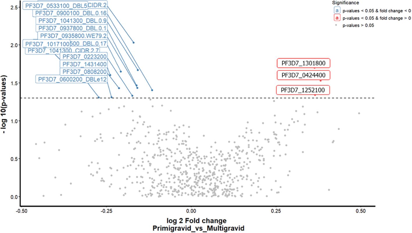 Volcano plot comparing antibody responses between primigravid and multigravida women. X-axis shows log2 fold change; y-axis shows –log10 p-values. Each dot represents an antigen. Red and blue indicate significant responses in multigravida and primigravida, respectively (p<0.05); grey denotes non-significant. Thirteen antigens are upregulated in primigravida, three in multigravida. The plot suggests gravidity influences immune responses to P. falciparum antigens.