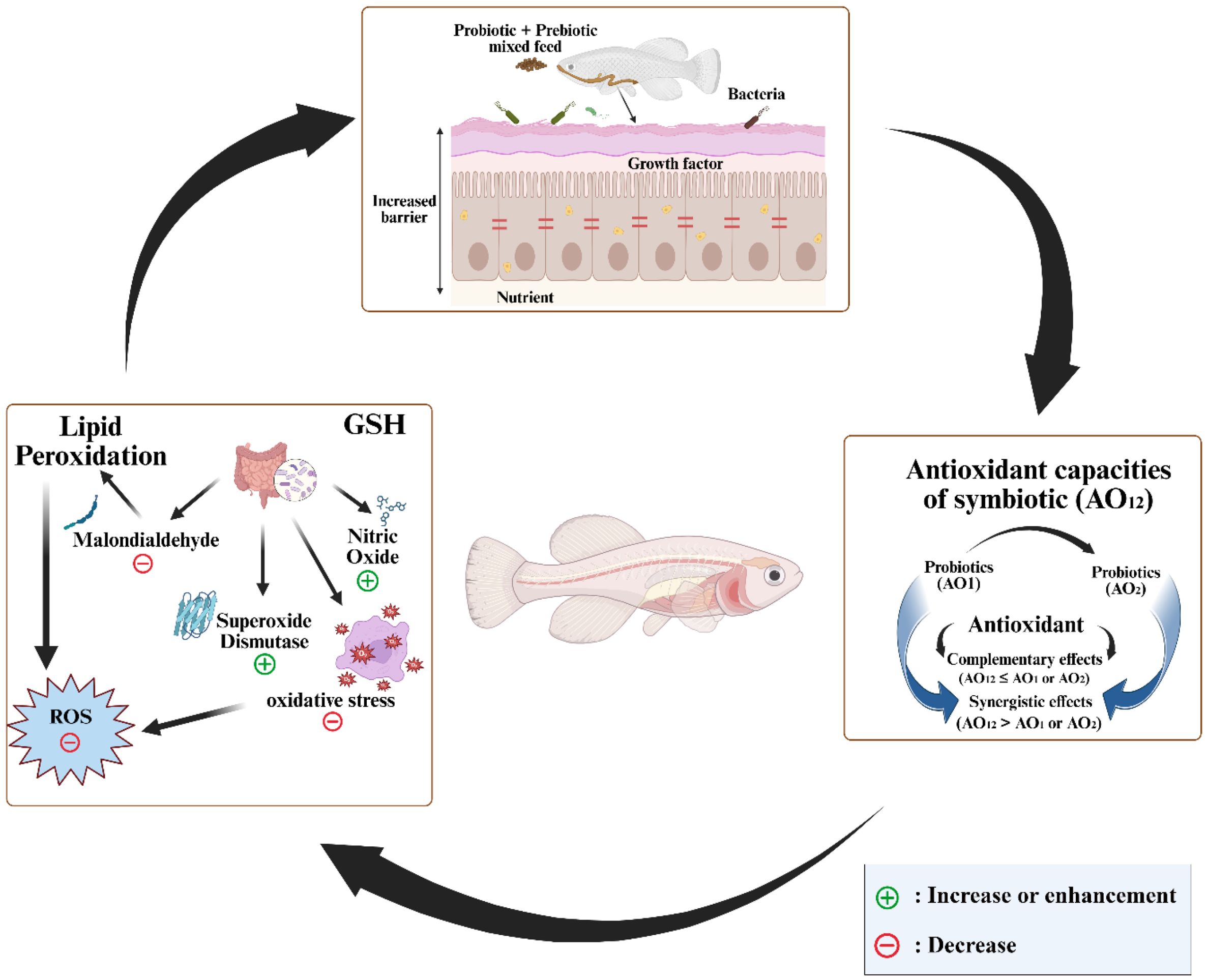 Diagram showing a cycle of symbiotic effects in fish. Top section depicts fish and bacteria with increased barrier and nutrient growth from probiotic and prebiotic feed. Bottom left illustrates lipid peroxidation effects, showing decreases in malondialdehyde, ROS, oxidative stress, and increases in superoxide dismutase and nitric oxide. Bottom right explains antioxidant capacities, detailing complementary and synergistic effects of probiotics on antioxidant levels, with symbols indicating increase or decrease.
