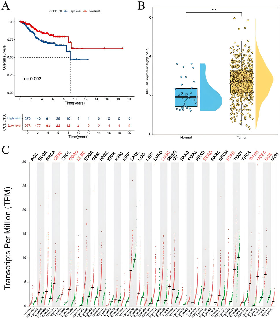 Panel A shows a Kaplan-Meier survival plot comparing overall survival between high and low CCDC138 expression groups, with a significant p-value of 0.003. Panel B presents a box plot and violin plot illustrating CCDC138 expression in normal versus tumor tissues, with significantly higher expression in tumors. Panel C displays a bar chart of CCDC138 transcripts per million (TPM) across various cancer types, with cancer types in red indicating elevated expression.