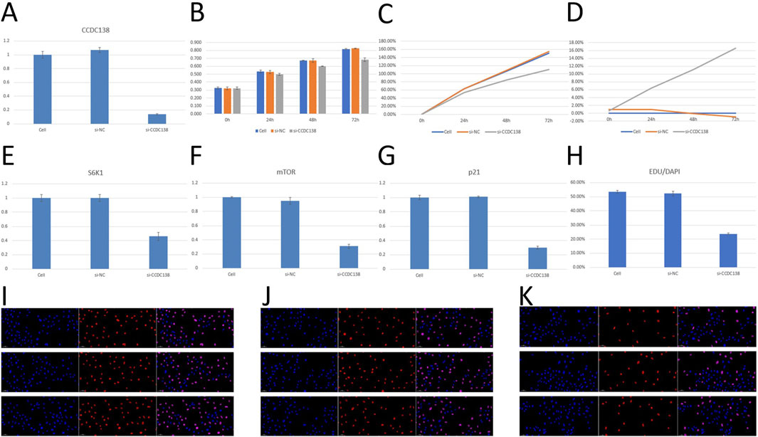 Graphs and images show the effects of CCDC138 and siRNA treatments comparing expression and activity levels. Panels A, E, F, and G present bar charts depicting protein expression. Panels B, C, and D illustrate line and bar graphs showing cell proliferation. Panel H displays EDU/DAPI quantification. Panels I, J, and K contain fluorescence microscopy images of cell samples.