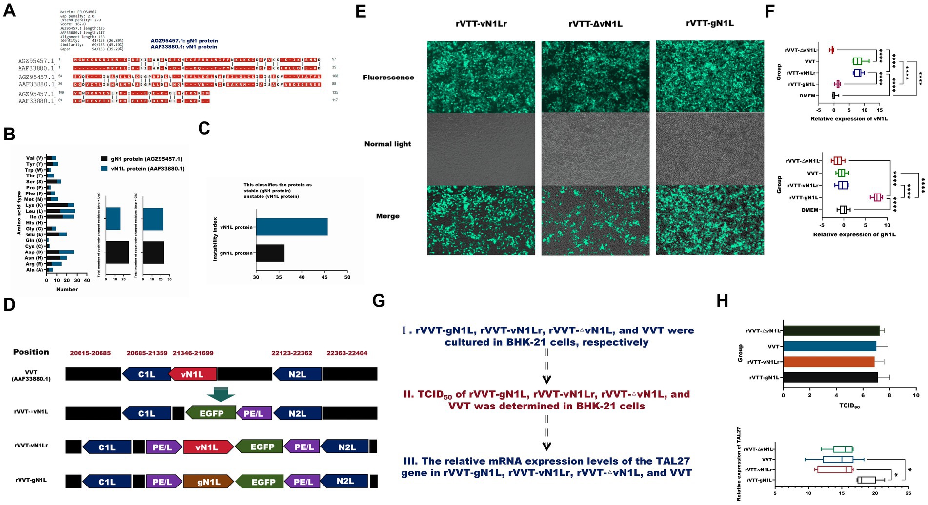 A composite image illustrating various data and experiments involving gN1 and vN1L proteins. Panel A shows a sequence alignment of gN1 and vN1L proteins. Panel B presents the amino acid types and their numbers, with comparisons of relative instability index. Panel C shows a bar chart of instability index for gN1 and vN1L proteins. Panel D provides a schematic of genetic constructs for VVT, rVVT-vN1L, rVVT-vN1Lr, and rVVT-gN1L. Panel E contains fluorescence microscopy images comparing expression in rVVT-vN1Lr and rVVT-ΔvN1L. Panel F displays box plots of relative expression levels, and Panel H shows TCID50 values and relative expression of TAL27 gene.