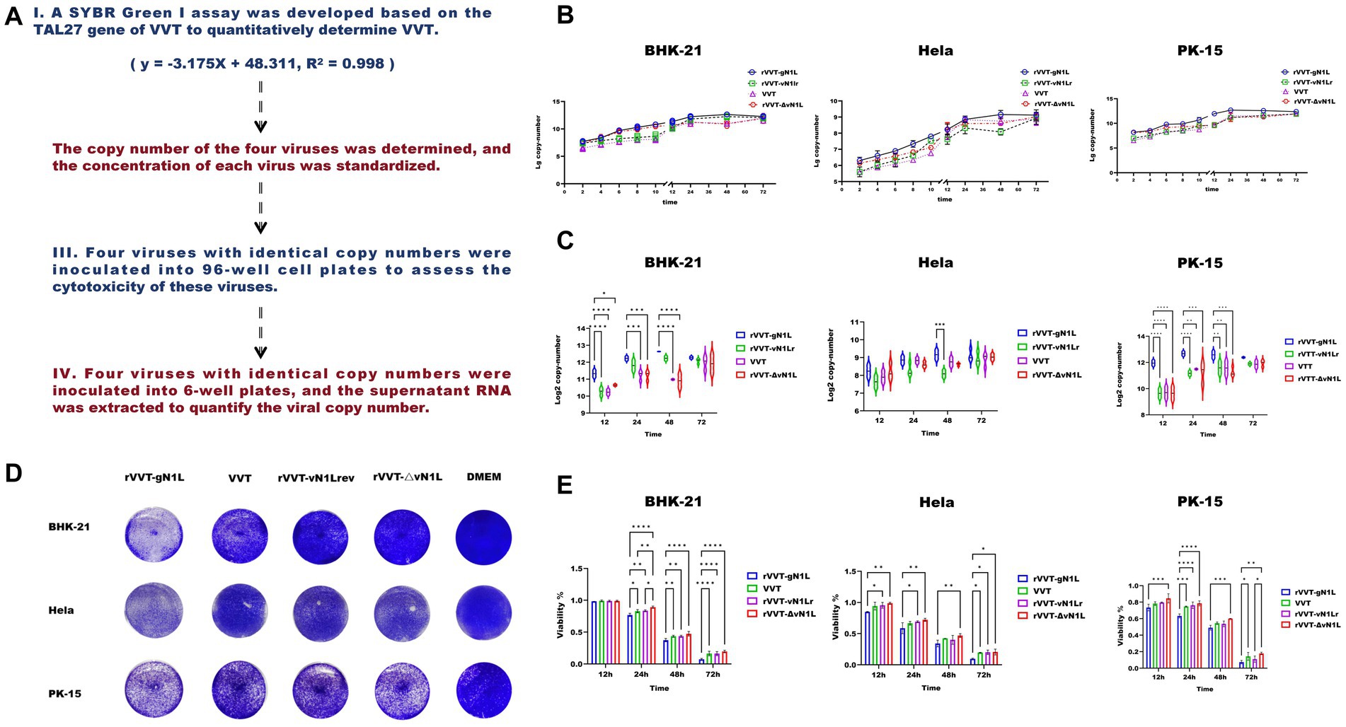 Study examining VVT virus copy numbers and cytotoxicity. Panel A outlines the experiment steps. Panel B presents linear growth graphs for BHK-21, HeLa, and PK-15 cells. Panel C shows violin plots of log2 copy numbers over time. Panel D displays cell viability images post-inoculation. Panel E illustrates bar graphs comparing viability percentages across cell lines and times. Statistical significance is indicated by asterisks.