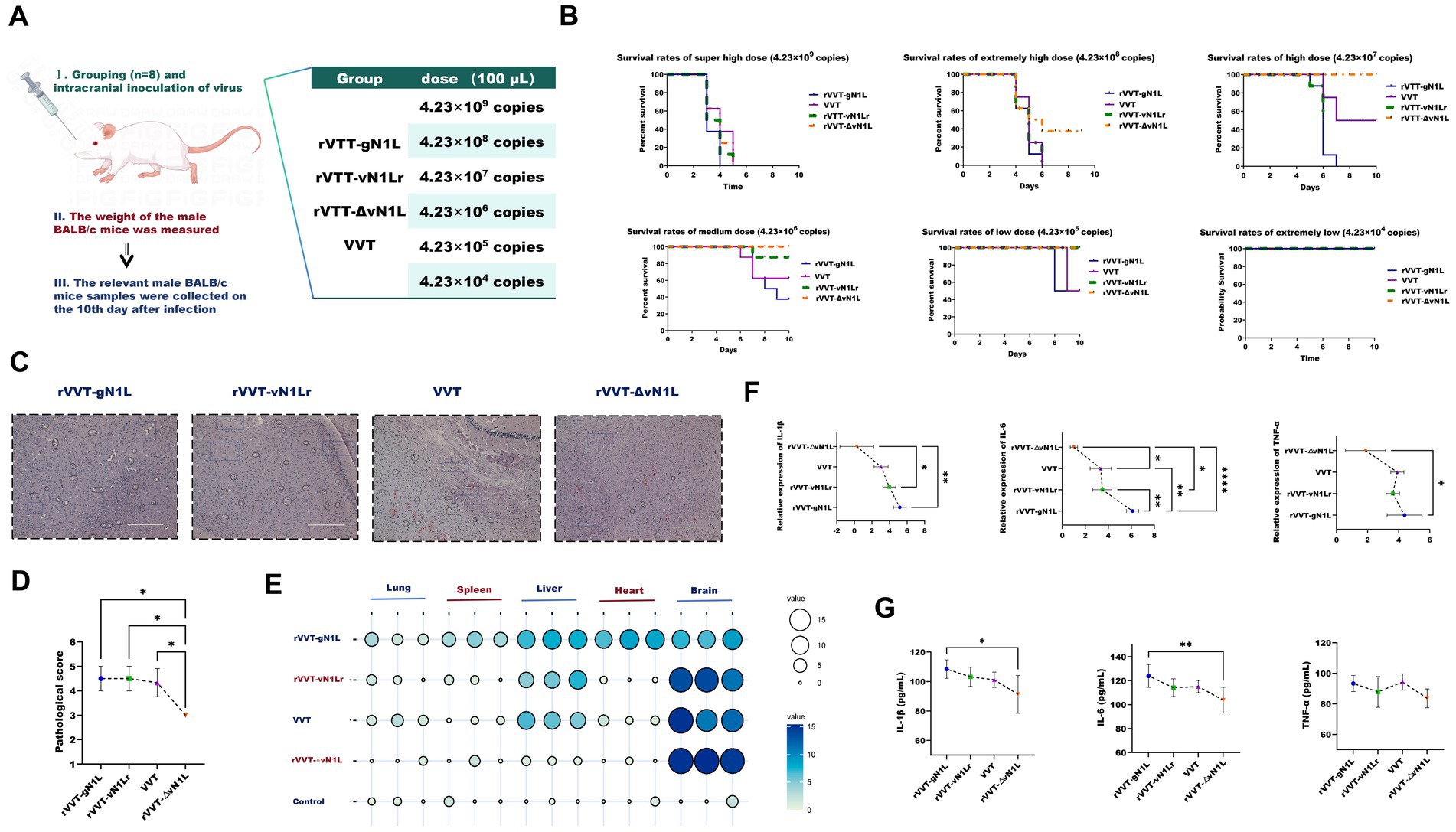 A multipanel scientific figure details an experiment with male BALB/c mice and various virus doses. Panel A shows a diagram with grouped doses and measurements. Panel B presents six survival rate graphs for different virus doses, showing distinct survival percentages and time for variants. Panel C contains microscopic images of tissue samples under different conditions. Panel D displays a pathological score comparison chart. Panel E is a bubble chart indicating values in lungs, spleen, liver, heart, and brain. Panels F and G show line charts of relative cytokine expressions, highlighting significant differences through asterisks.