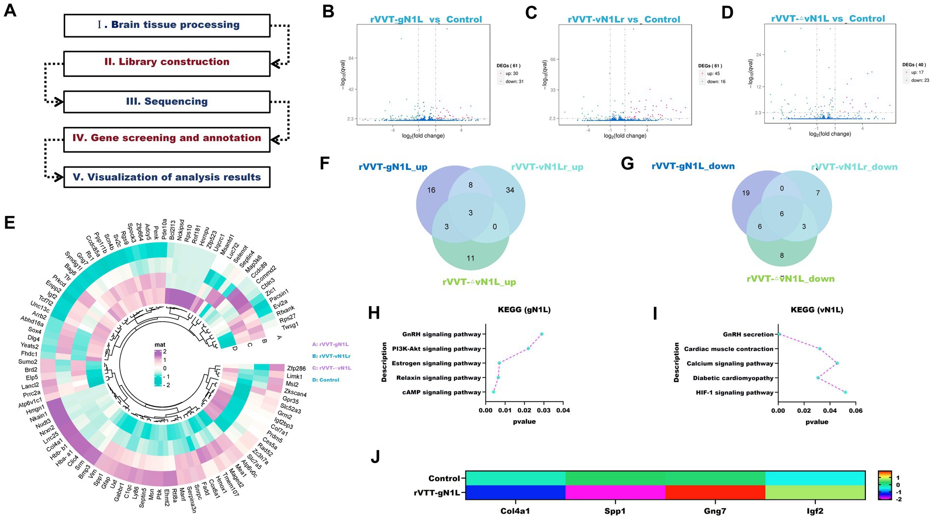 A multi-panel figure includes various analyses from a gene expression study. Panel A shows a flowchart for tissue processing and analysis steps. Panels B, C, and D display volcano plots for differential gene expression comparisons. Panel E presents a circular heatmap of gene expression data. Panels F and G include Venn diagrams of overlapping genes for upregulated and downregulated categories. Panels H and I show KEGG pathway enrichment plots with p-values. Panel J illustrates a bar chart comparing expression levels of specific genes across different conditions and controls, colored by expression values.