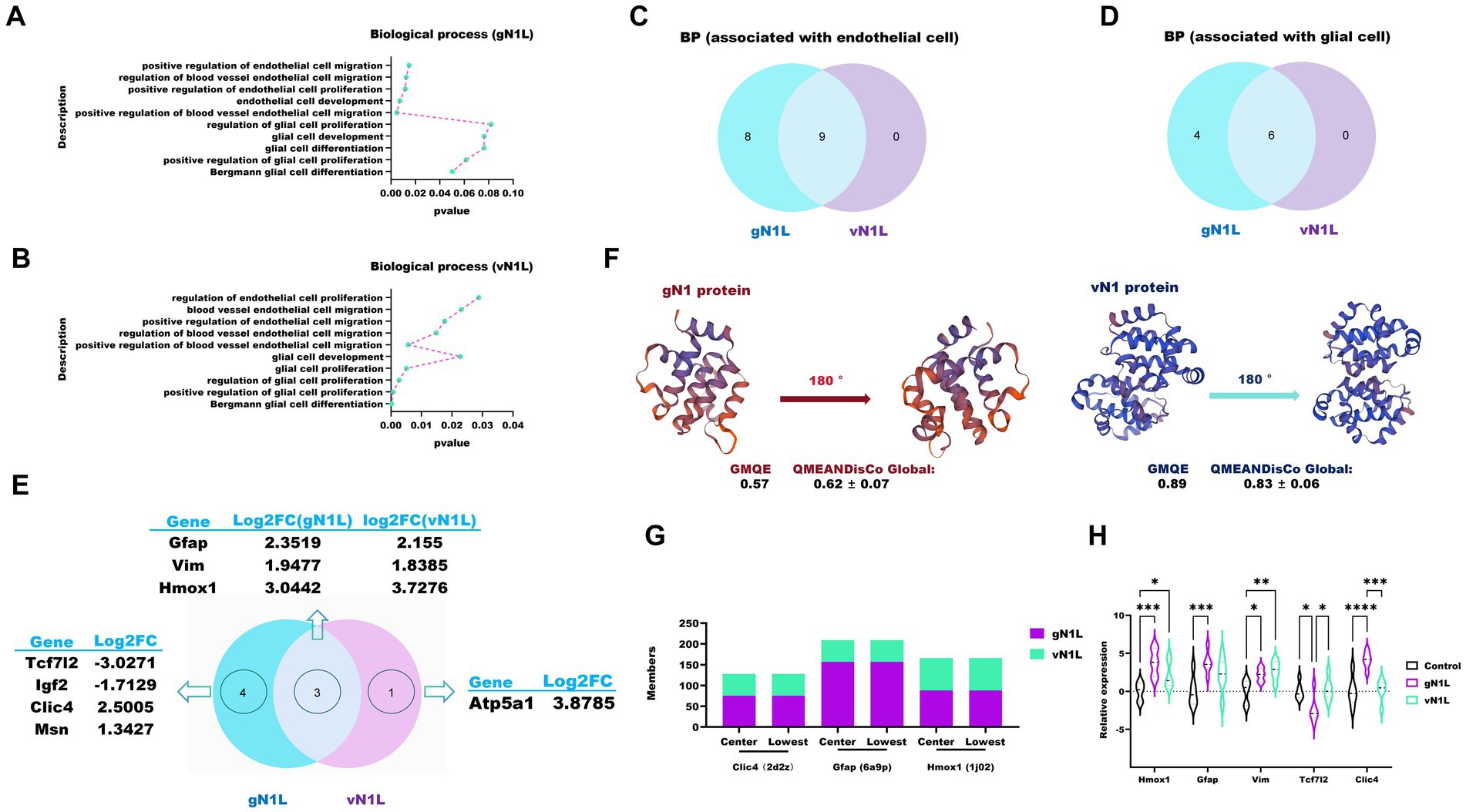Figures A and B show dot plots of biological processes with p-values for gN1L and vN1L, respectively. Figure C and D feature Venn diagrams displaying overlaps in biological processes associated with endothelial and glial cells for gN1L and vN1L. Figure E includes a Venn diagram with gene log2FC values for gN1L and vN1L. Figure F illustrates 3D protein structures of gN1 and vN1 proteins with rotation, GMQE, and QMEANDiSCo scores. Figure G is a bar graph of relative gene expression in center and lowest regions. Figure H displays a violin plot of relative expression across different genes under control, gN1L, and vN1L conditions.